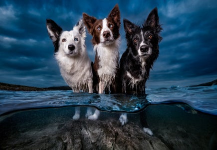 Kaylee Greer is our “Pets” theme micro-grant winner.