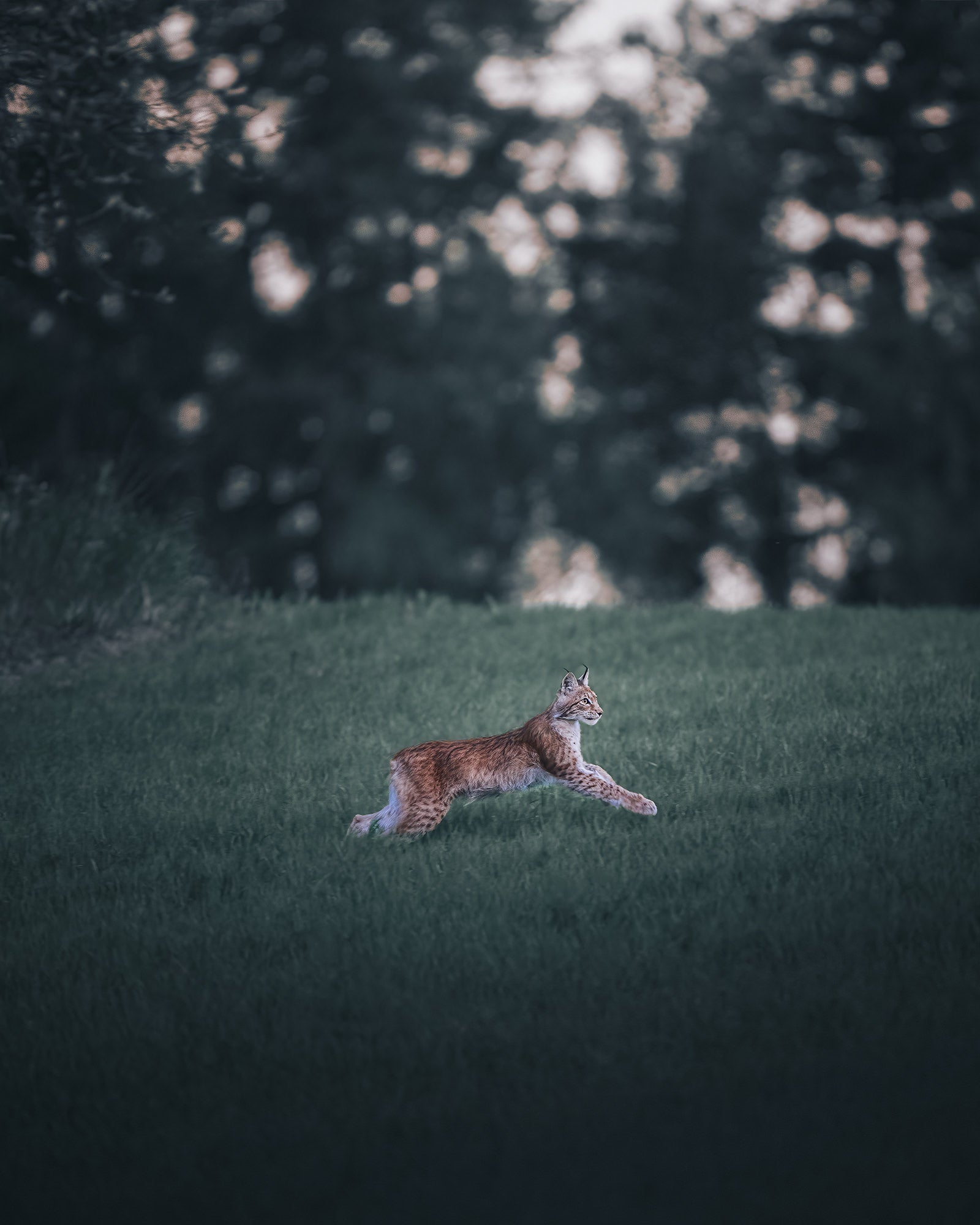 Photo by Petri M&auml;kitalo. Sony Alpha 1. Sony 400mm f/2.8 G Master. 1/400-sec., f/2.8, ISO 5000