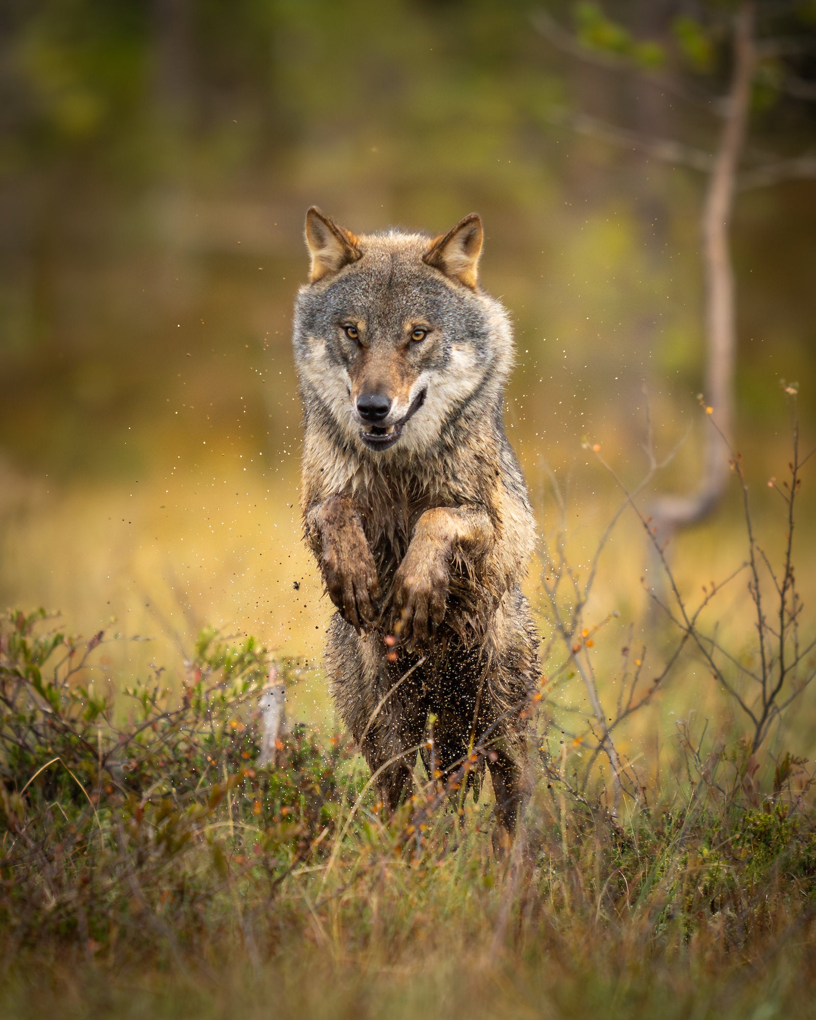 Photo by Paul Browning. Sony Alpha 1. Sony 400mm f/2.8 G Master. 1/1250-sec., f/2.8, ISO 320