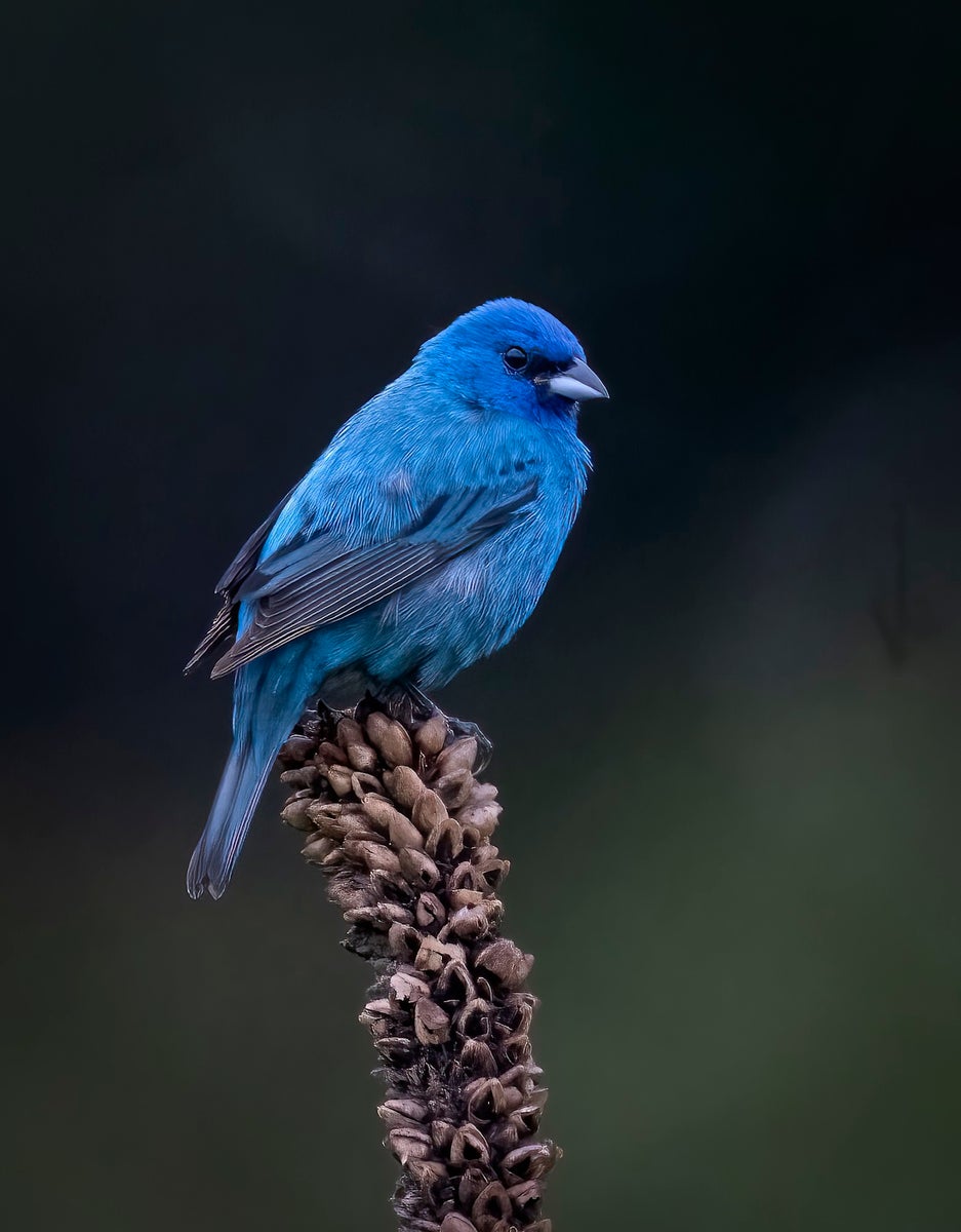 jpeg/Alpha-Universe-Winter-Birds-Tips-Melissa-Groo-1-1200_bounds8jheav.jpeg?height=1200&fit=bounds