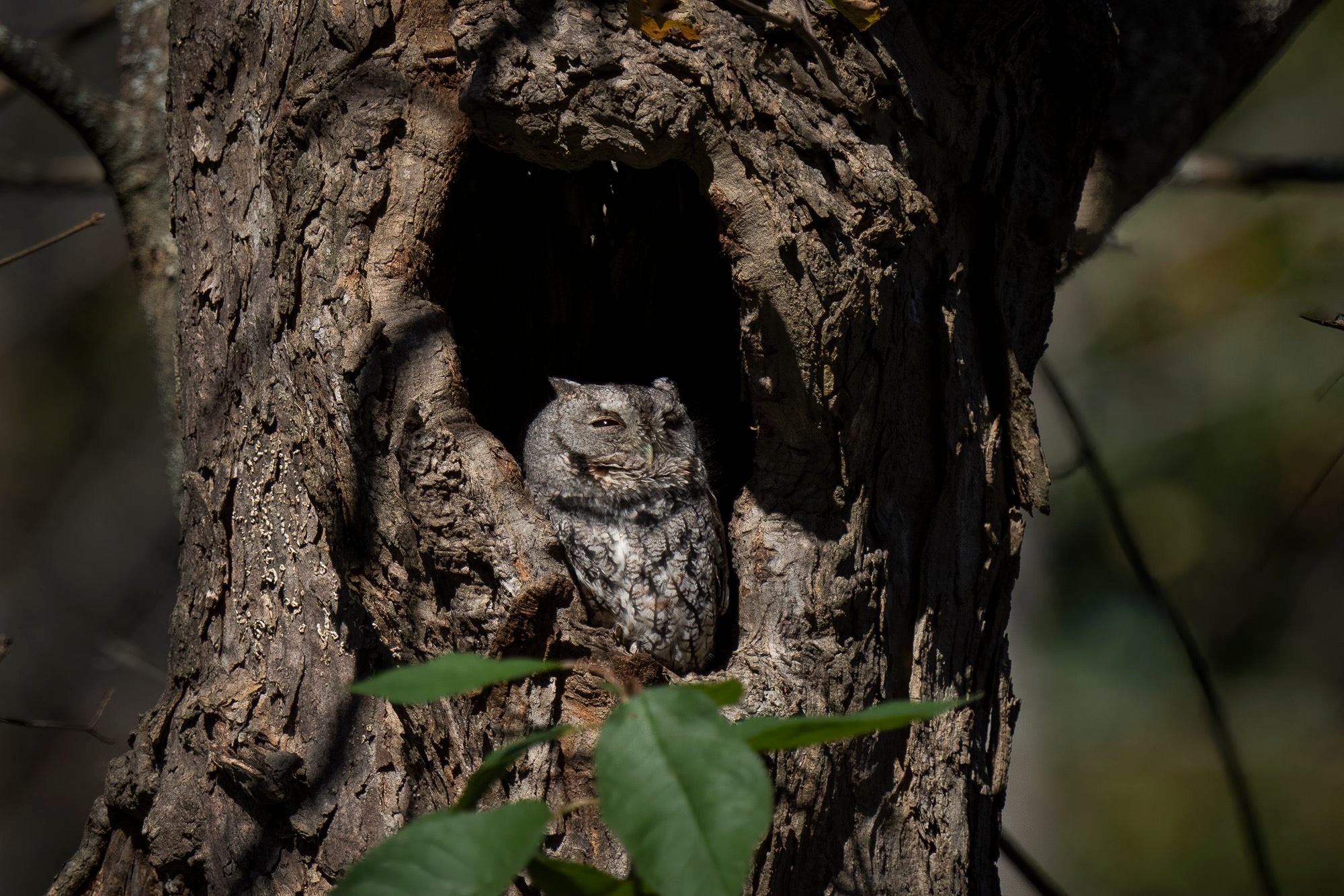 Photo by Melissa Groo. Sony Alpha 1. Sony 200-600mm f/5.6-6.3 G. 1/2500-sec., f/6.3, ISO 500