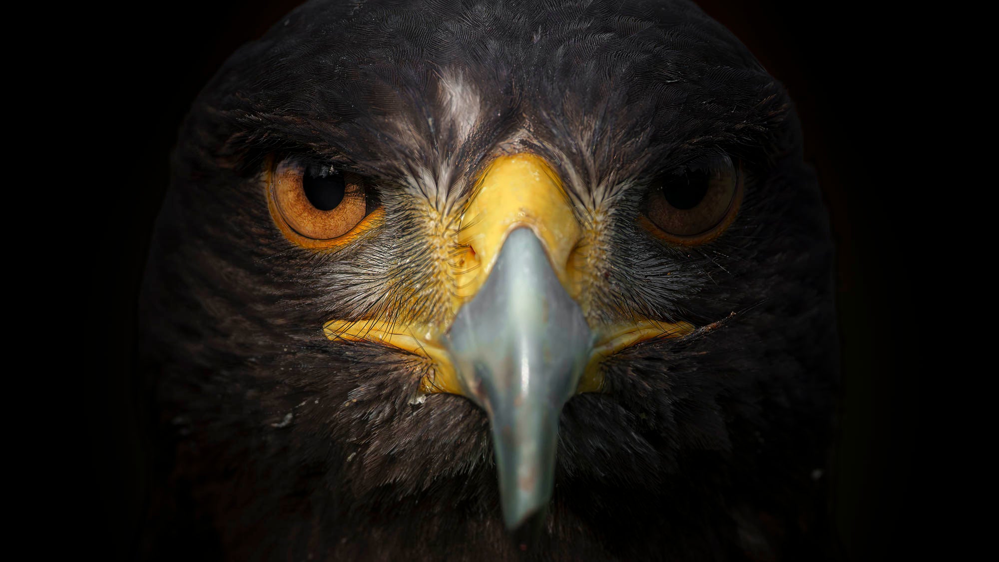 Straight-on close-up of a falcon.