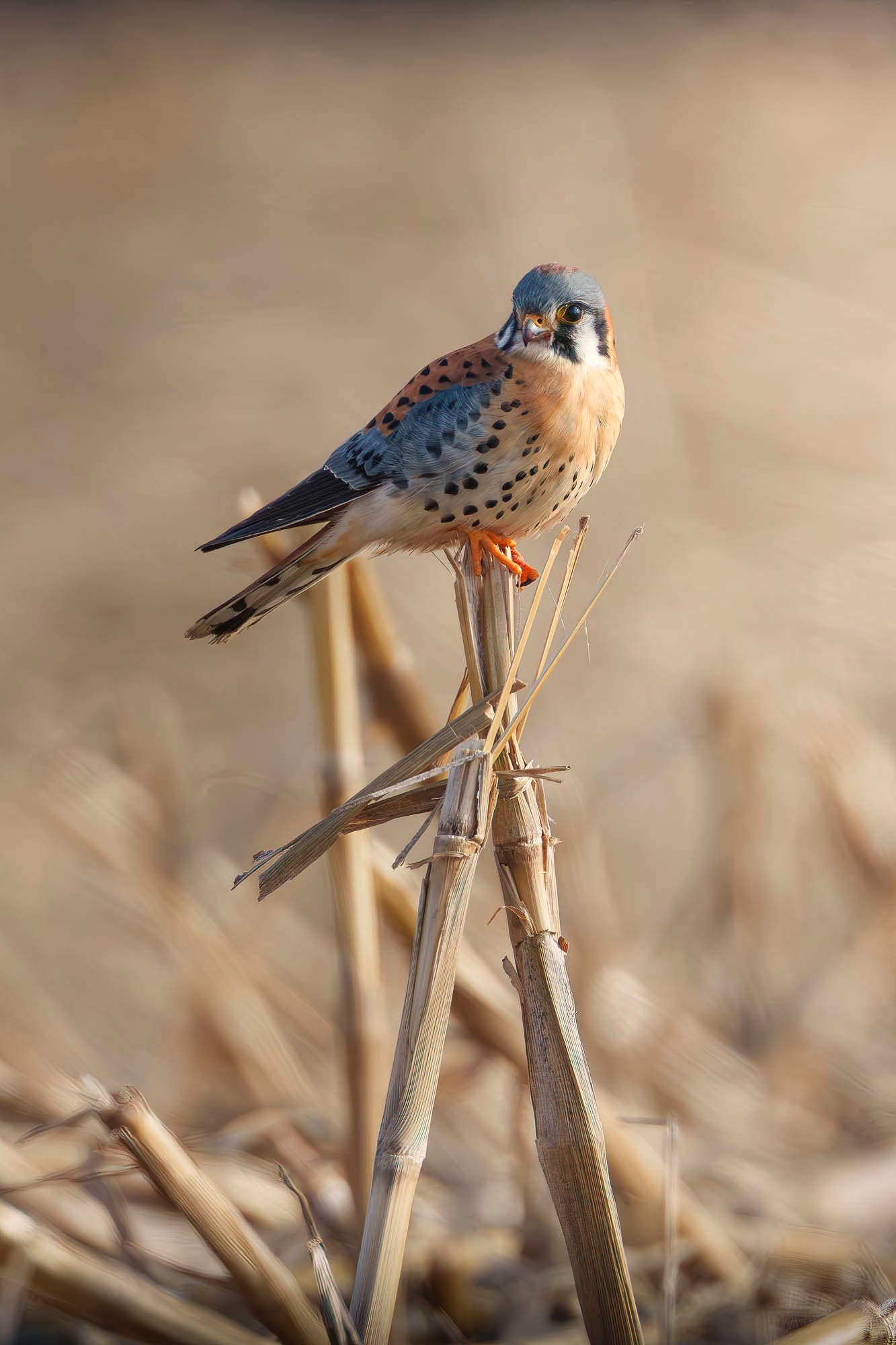 Bird perches on stalk.