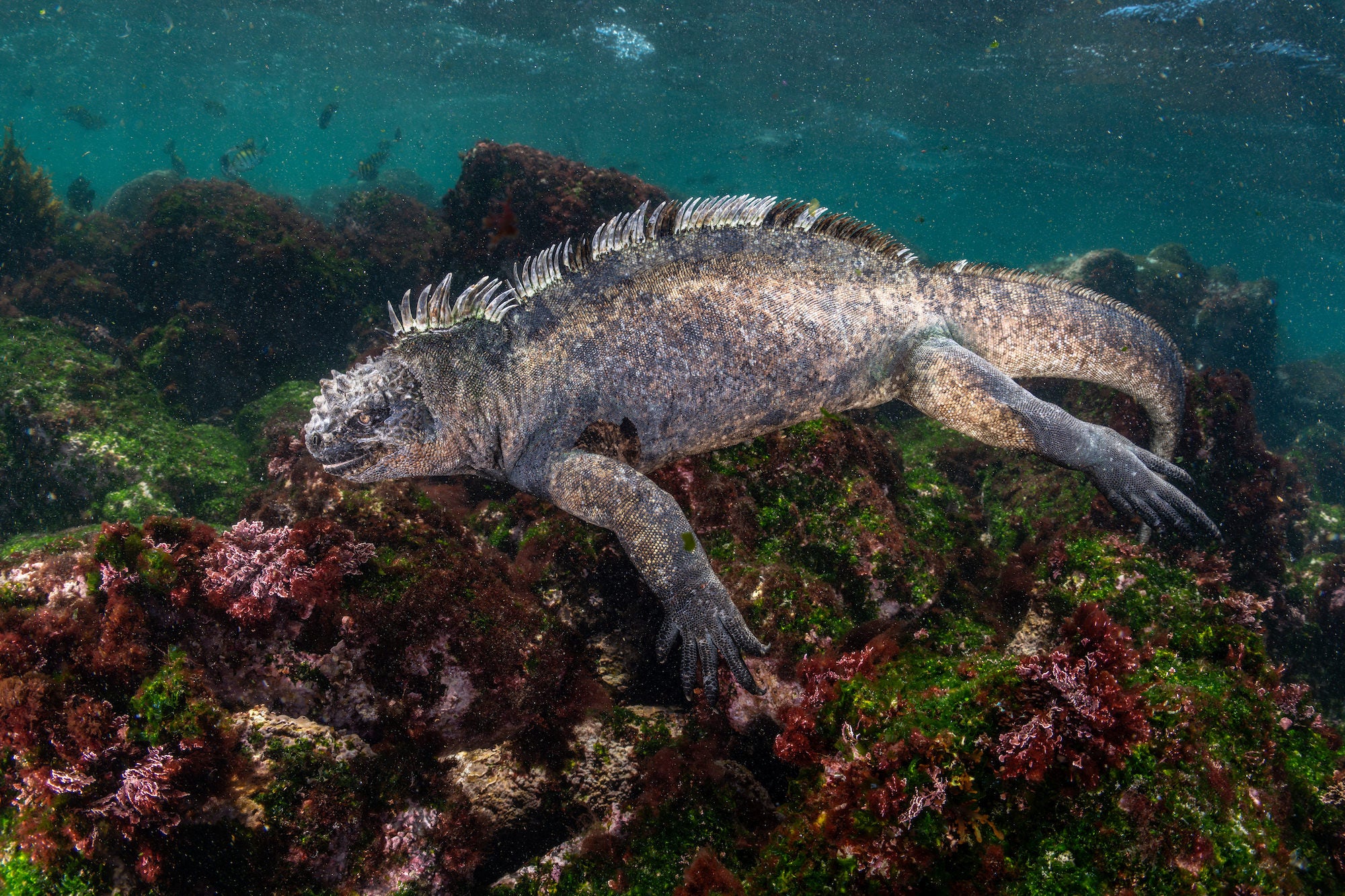 Photo by Cristina Mittermeier.