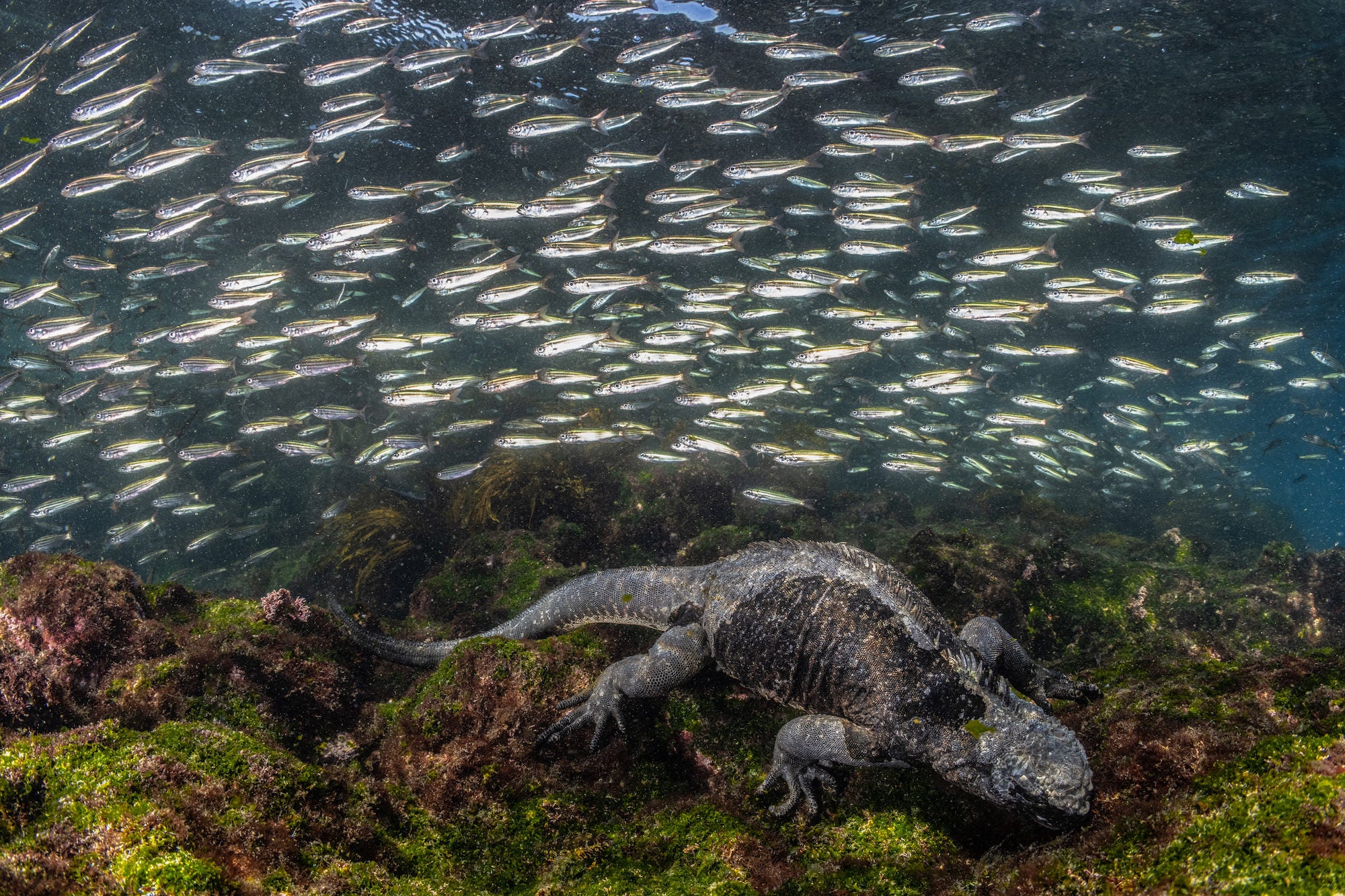 Photo by Cristina Mittermeier.