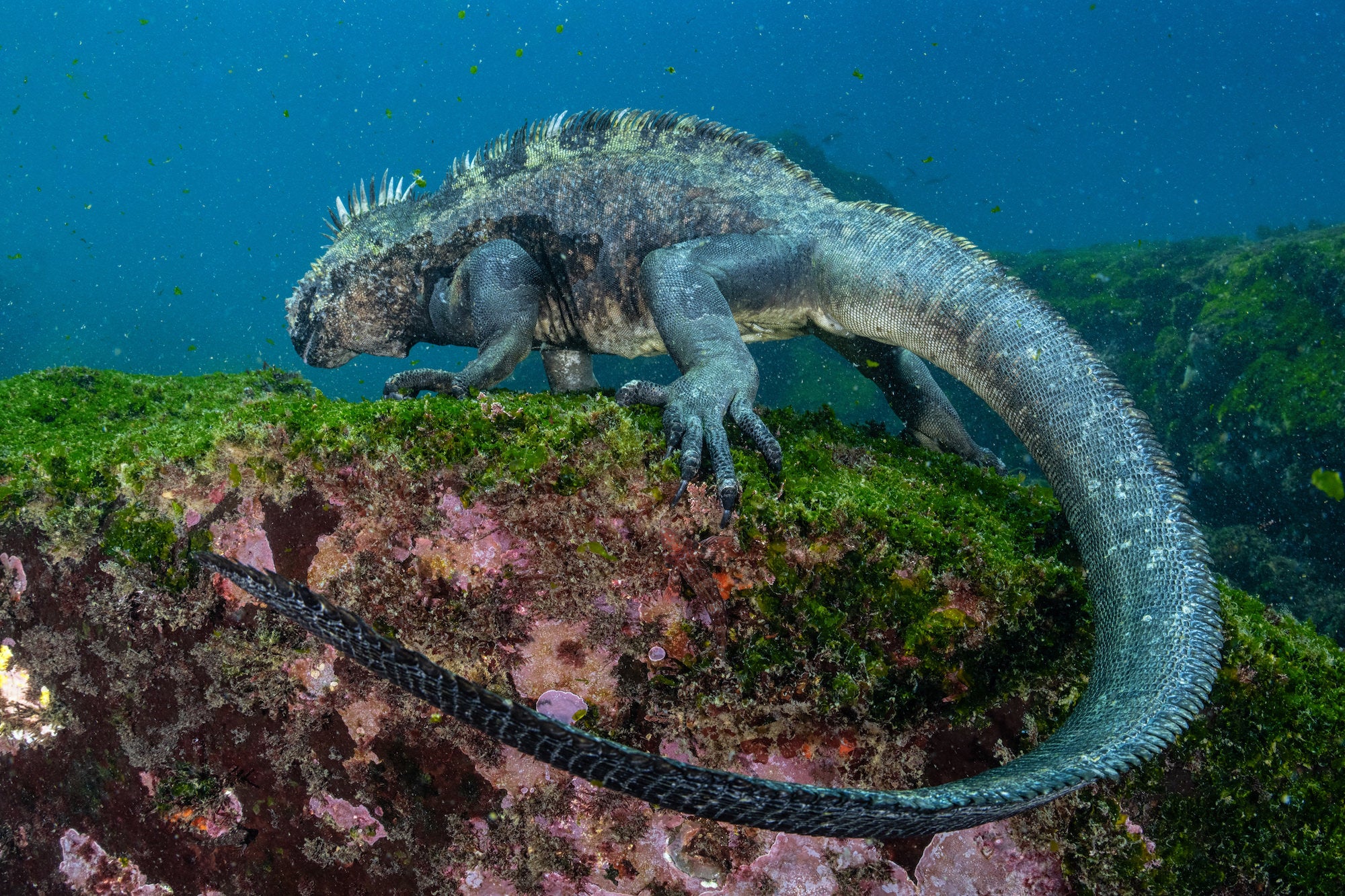 Photo by Cristina Mittermeier.