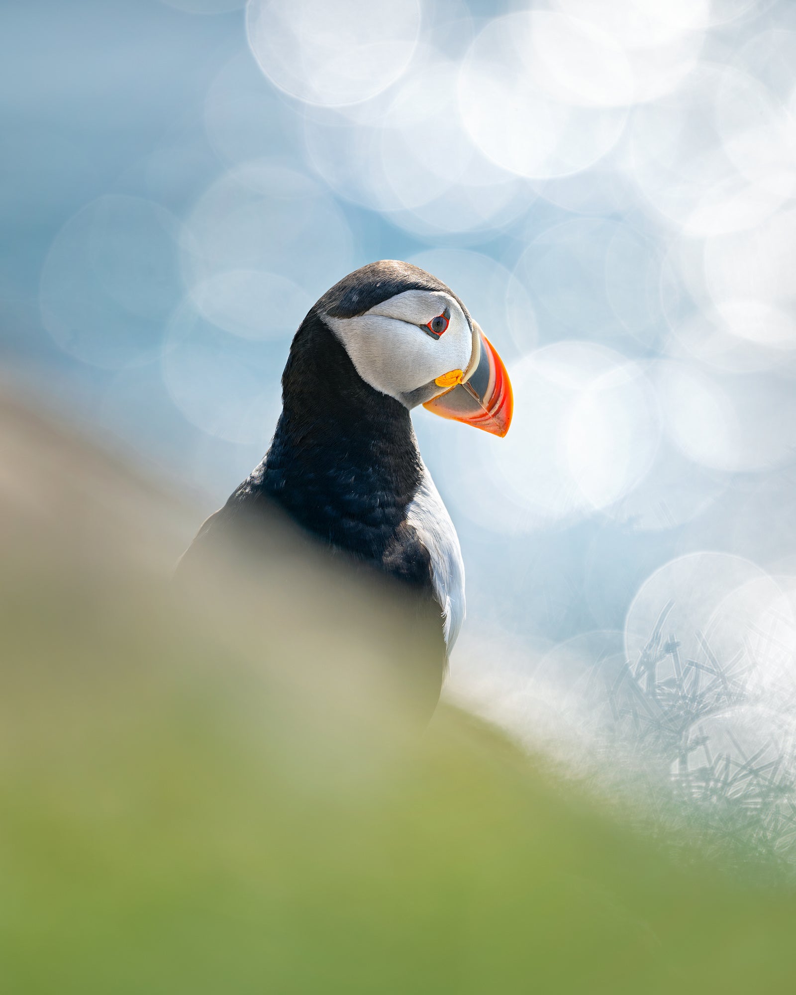 Photo by Magnus Winbj&ouml;rk. Sony Alpha 1. Sony 300mm f/2.8 G Master. 1/400-sec., f/3.5, ISO 100