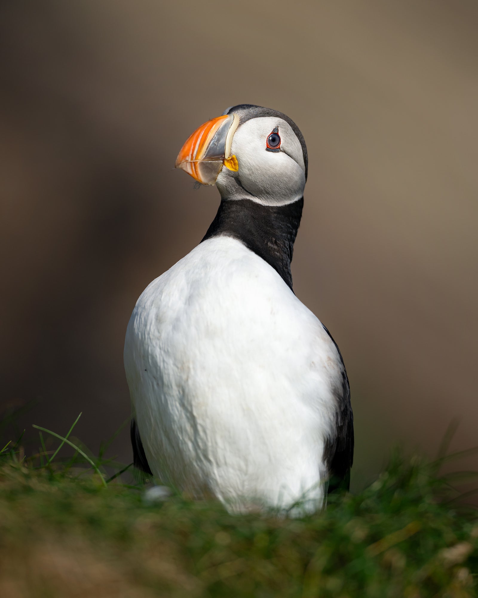 Photo by Magnus Winbj&ouml;rk. Sony Alpha 1. Sony 300mm f/2.8 G Master. 1/2500-sec., f/2.8, ISO 100