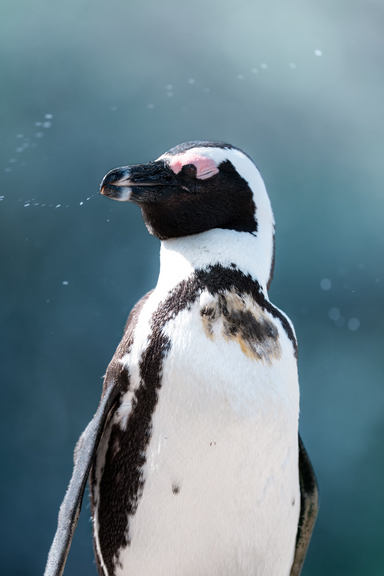 Photo by Hayden Dumaw. Alpha 1 II. 600mm f/4 G Master. 1/1000-sec., f/4, ISO 320