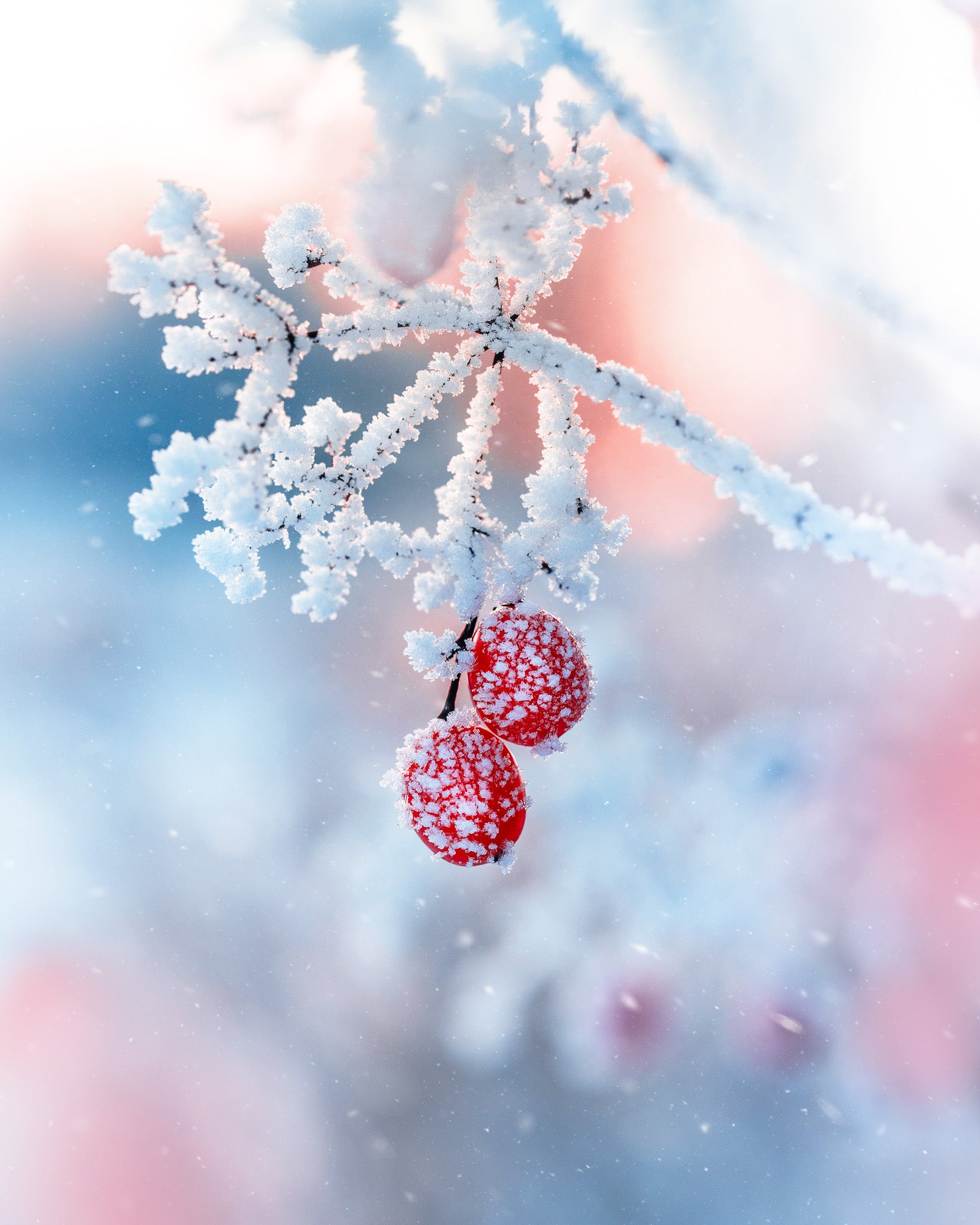 Photo by Kristīne-Zāle. Sony Alpha 7 IV. Sony 90mm f/2.8 Macro G. 1/250-sec., f/7.1, ISO 640