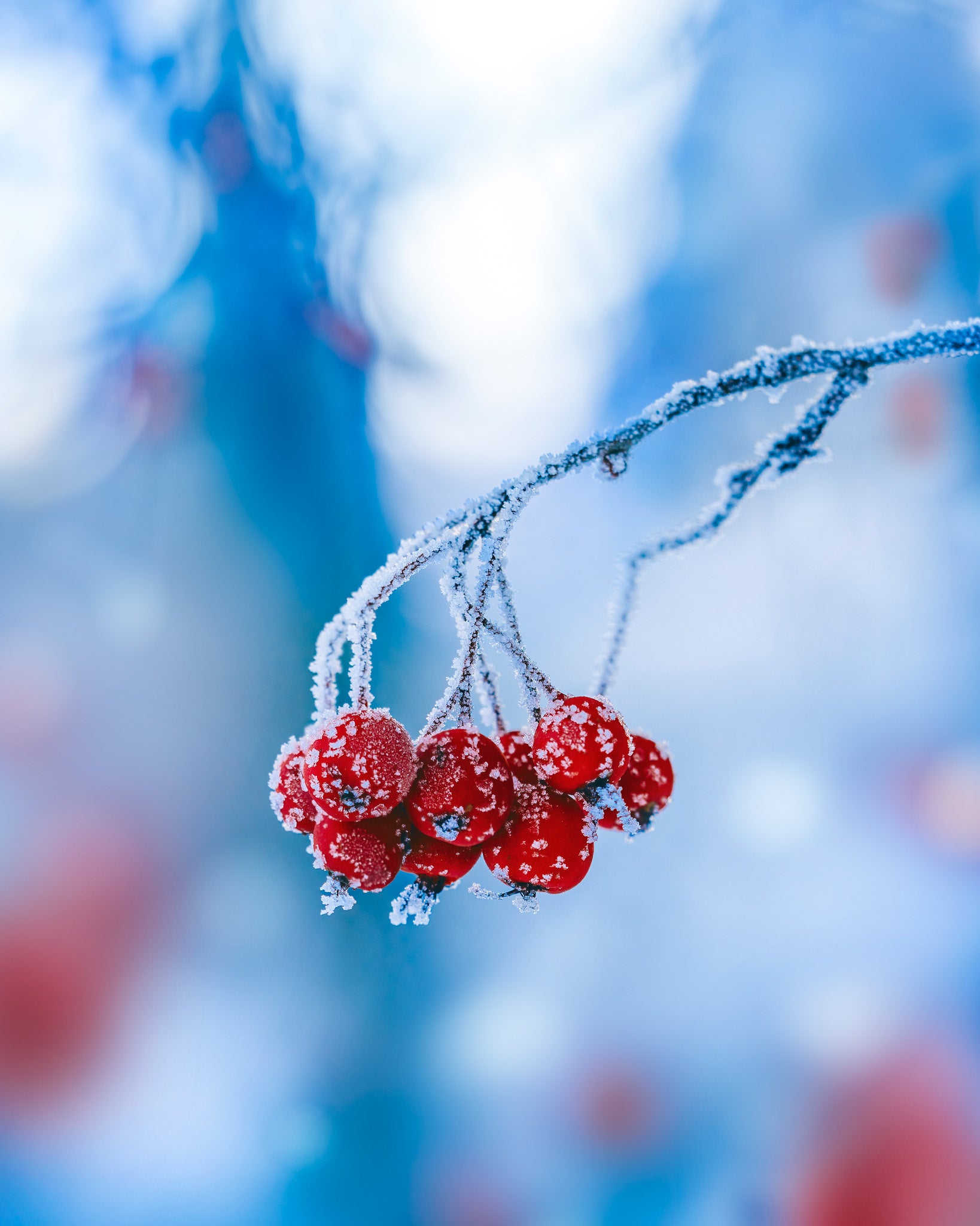 Photo by Kristīne-Zāle. Sony Alpha 7 IV. Sony 90mm f/2.8 Macro G. 1/250-sec., f/4.5, ISO 640