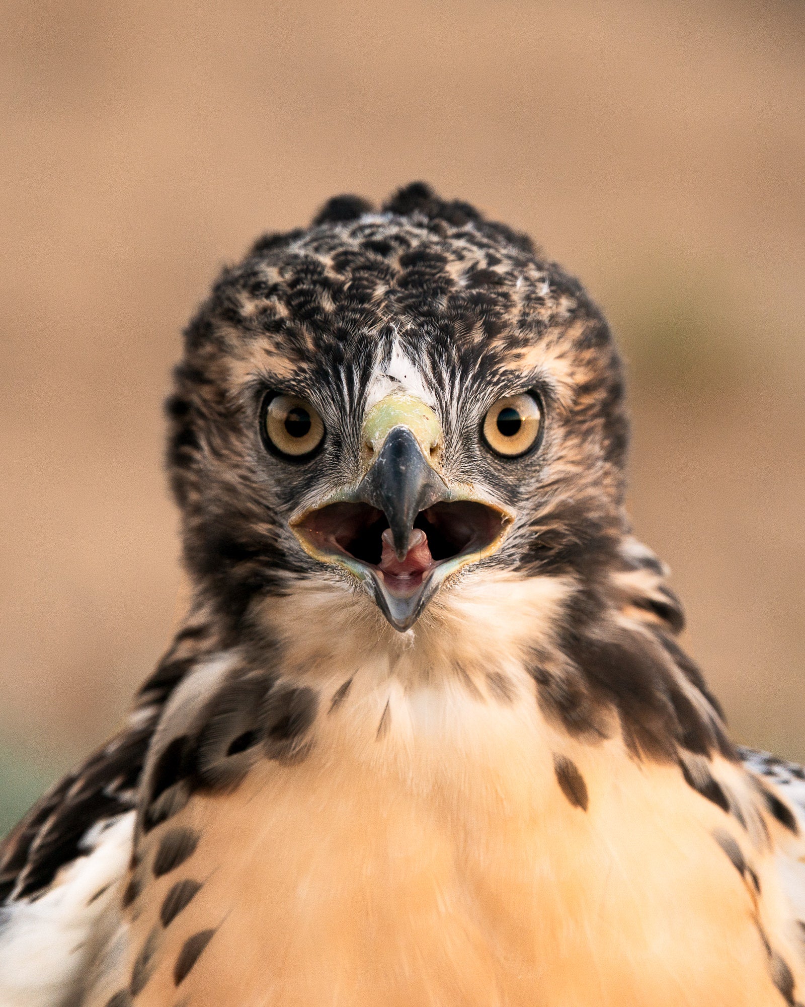 Photo by Nathan Dee. Sony Alpha 9. Sony 200-600mm f/5.6-6.3 G. 1/400-sec., f/6.3, ISO 500