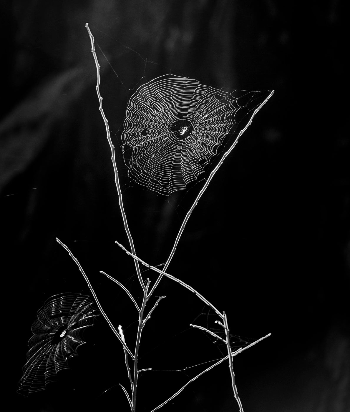 Photo by Andy Katz. Sony Alpha 1. Sony 24-105mm f/4 G. 1/160-sec., f/4.5, ISO 250