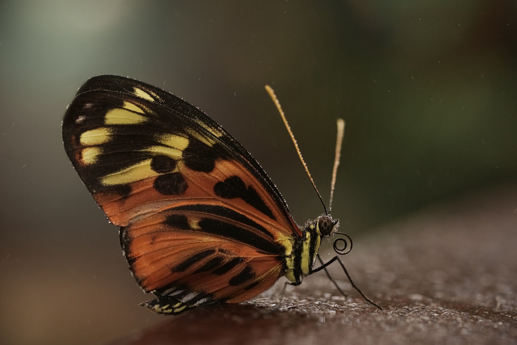 jpg/Alpha-Universe-Photo-by-Caroline-Jensen-Butterfly-5-1200_boundsu346e9.jpg?height=1200&fit=bounds