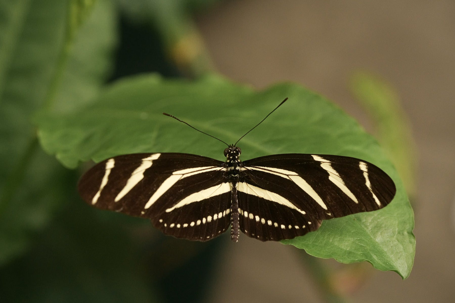 jpg/Alpha-Universe-Photo-by-Caroline-Jensen-Butterfly-9-1200_boundsbnvoz5.jpg?height=1200&fit=bounds