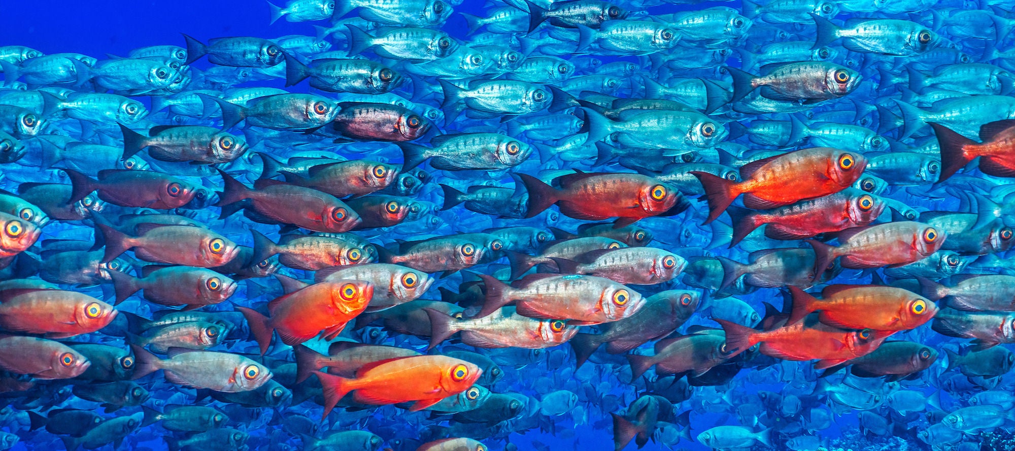 jpg/Alpha-Universe-SeaLegacy-Behind-The-Shot-Groupers-16xgzjz.jpg?height=1200&fit=bounds