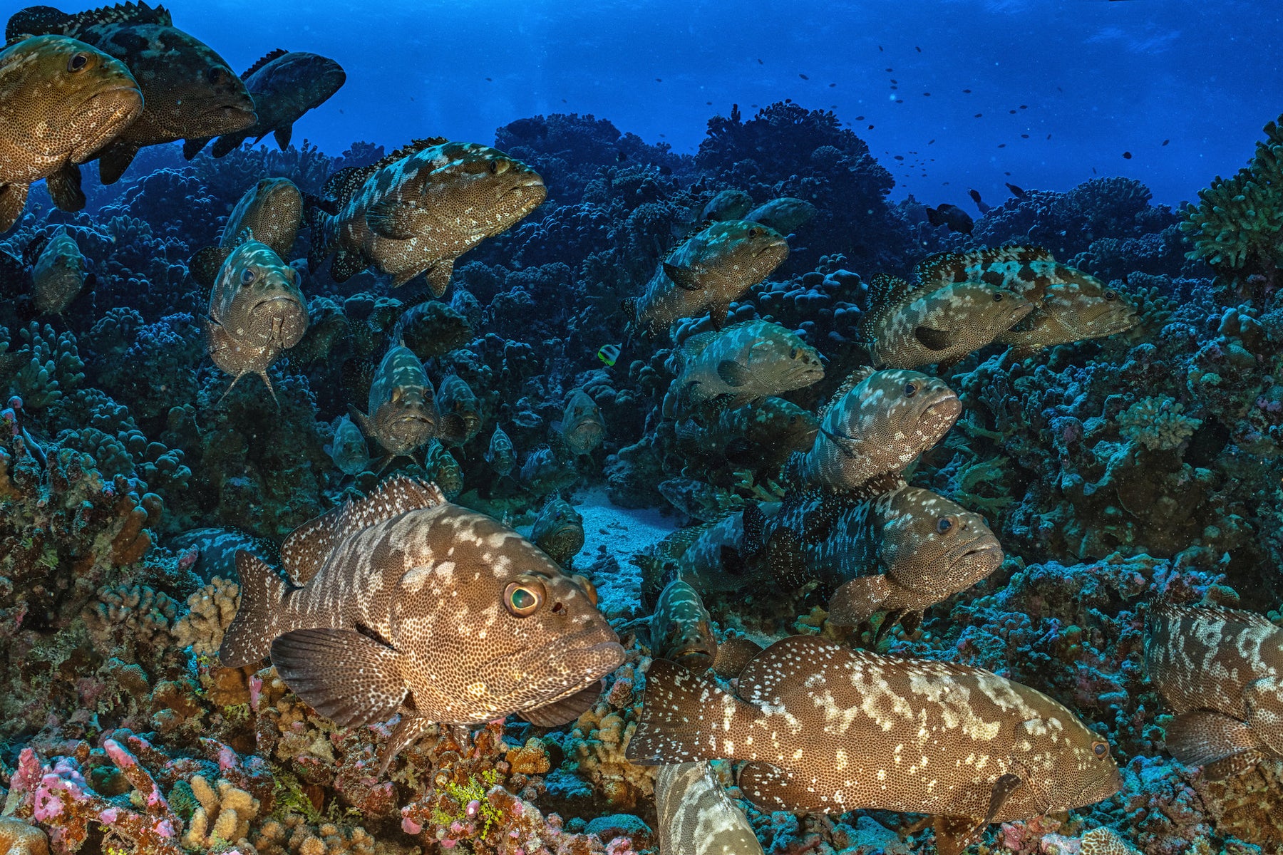 jpg/Alpha-Universe-SeaLegacy-Behind-The-Shot-Groupers-3-1200_boundsu855rt.jpg?height=1200&fit=bounds