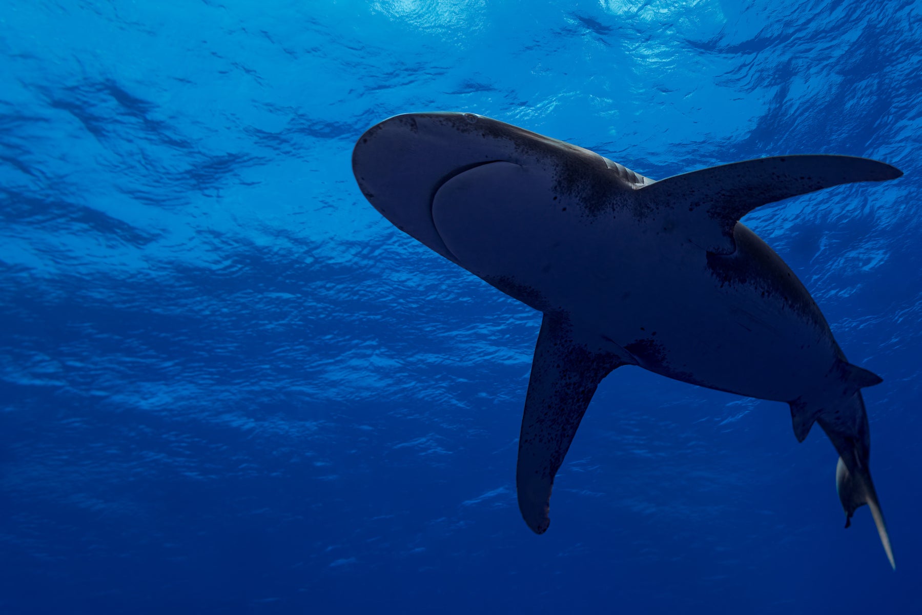 jpg/Alpha-Universe-Stan-Moniz-Oceanic-Whitetip-Sharks-5-1200_boundson331v.jpg?height=1200&fit=bounds