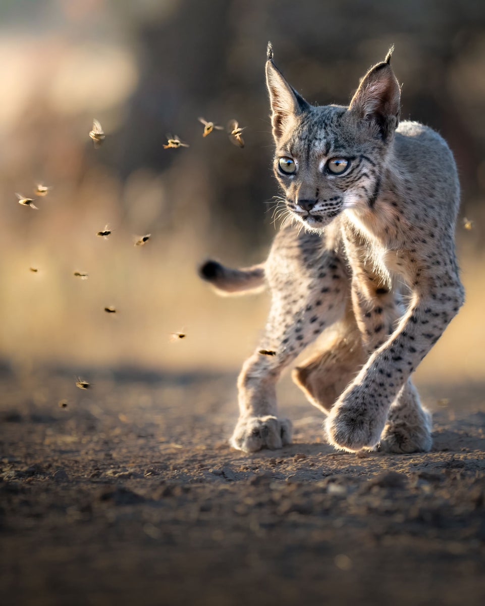 jpg/Alpha-Universe-WIMB-Alexandra-Surkova-lynx-cub-flies-1200_boundsthbd0b.jpg?height=1200&fit=bounds