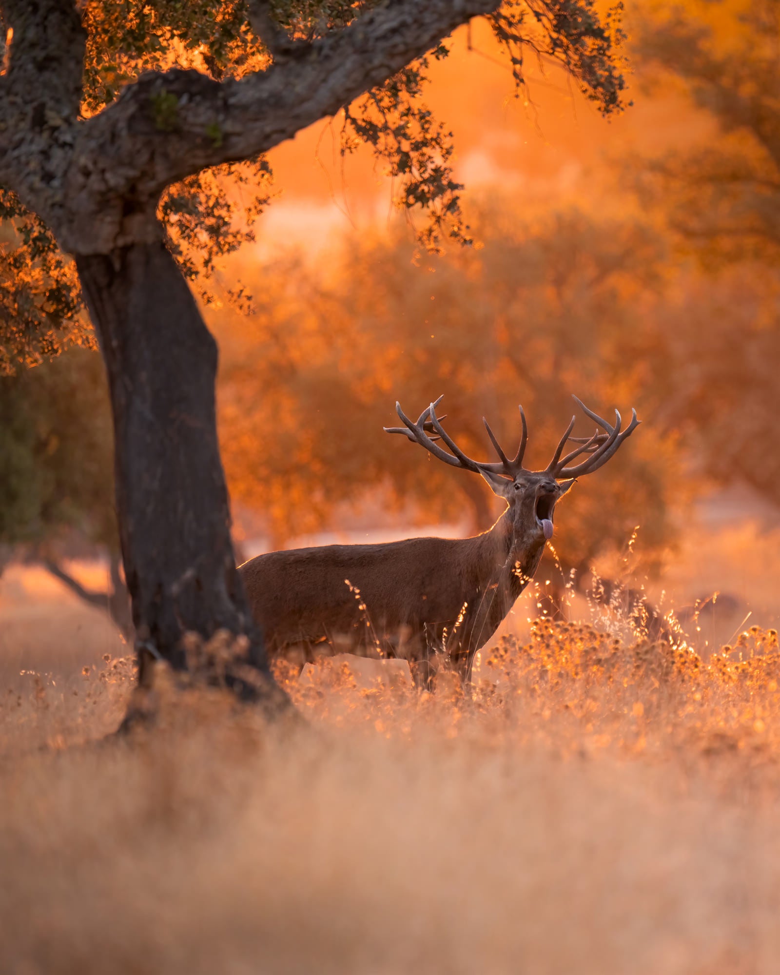 Photo by Alexandra Surkova. Sony Alpha 7R IV. Sony 200-600mm f/5.6-6.3 G. 1/320-sec., f/6.3, ISO 1600
