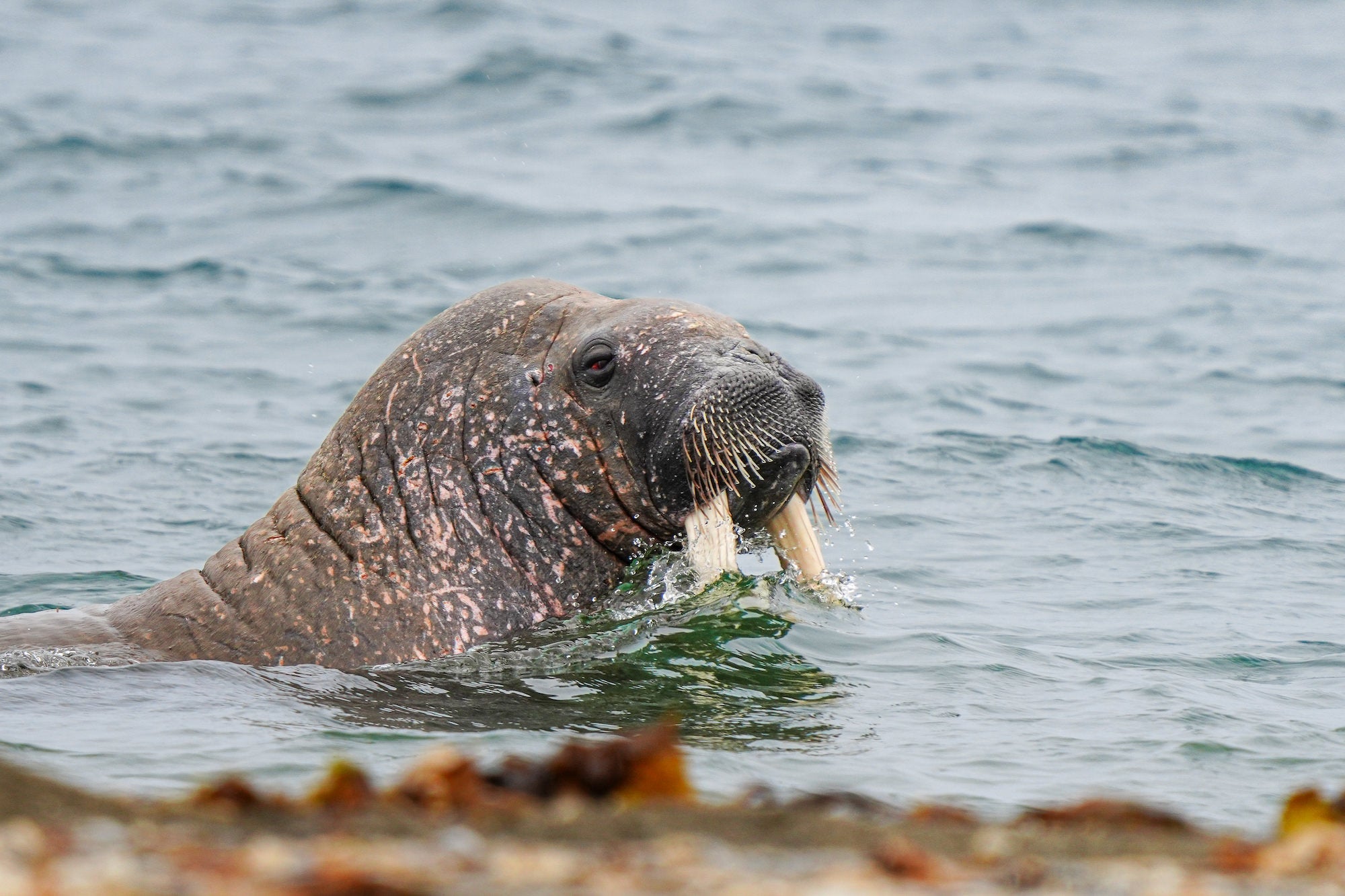 Photo by Allegra Rumbough. Sony Alpha 7R V. Sony 200-600mm f/5.6-6.3 G. 1/500-sec., f/6.3, ISO 320