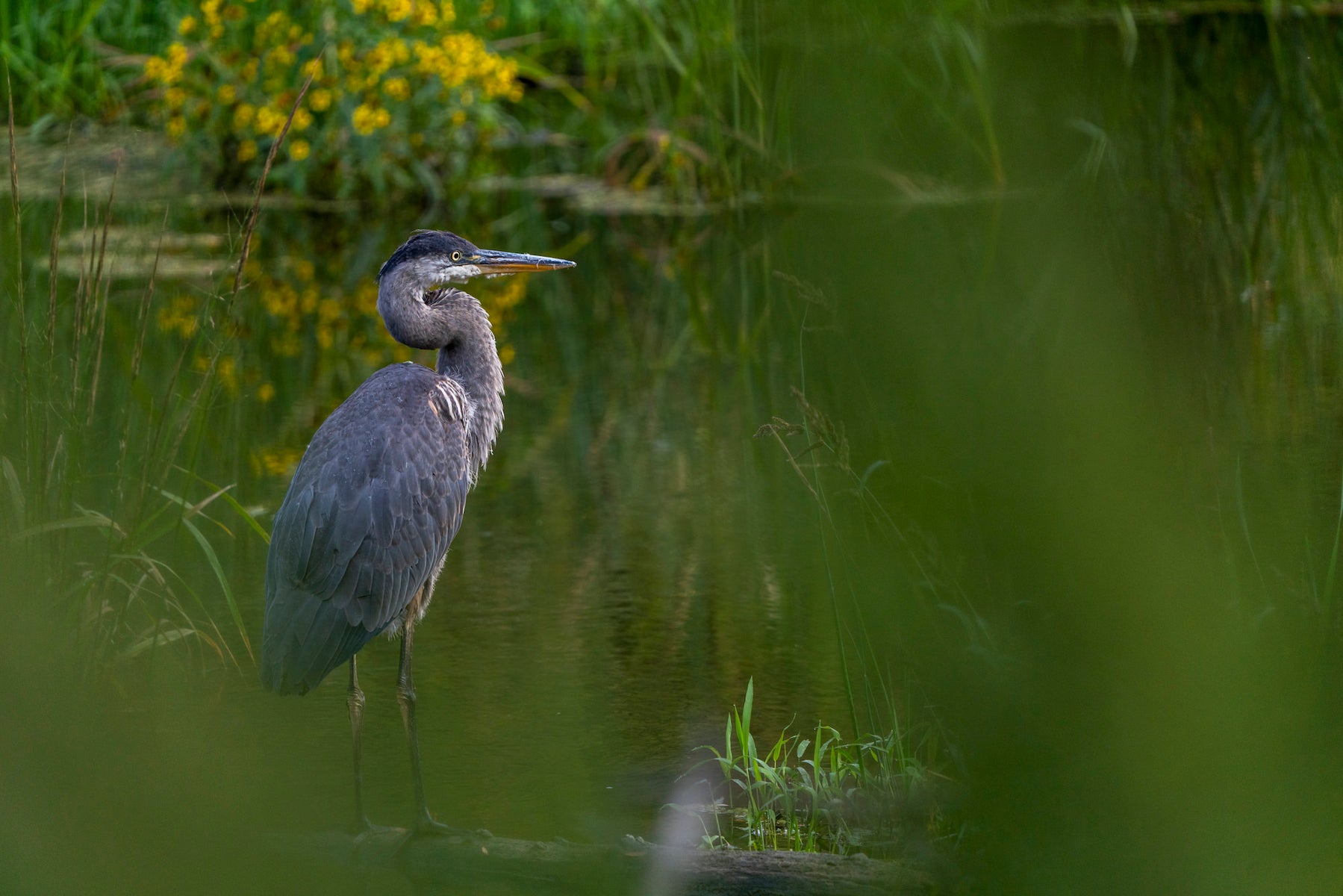 jpg/Alpha-Universe-WIMB-April-Stampe-Blueheron-1200_boundso1l5xe.jpg?height=1200&fit=bounds