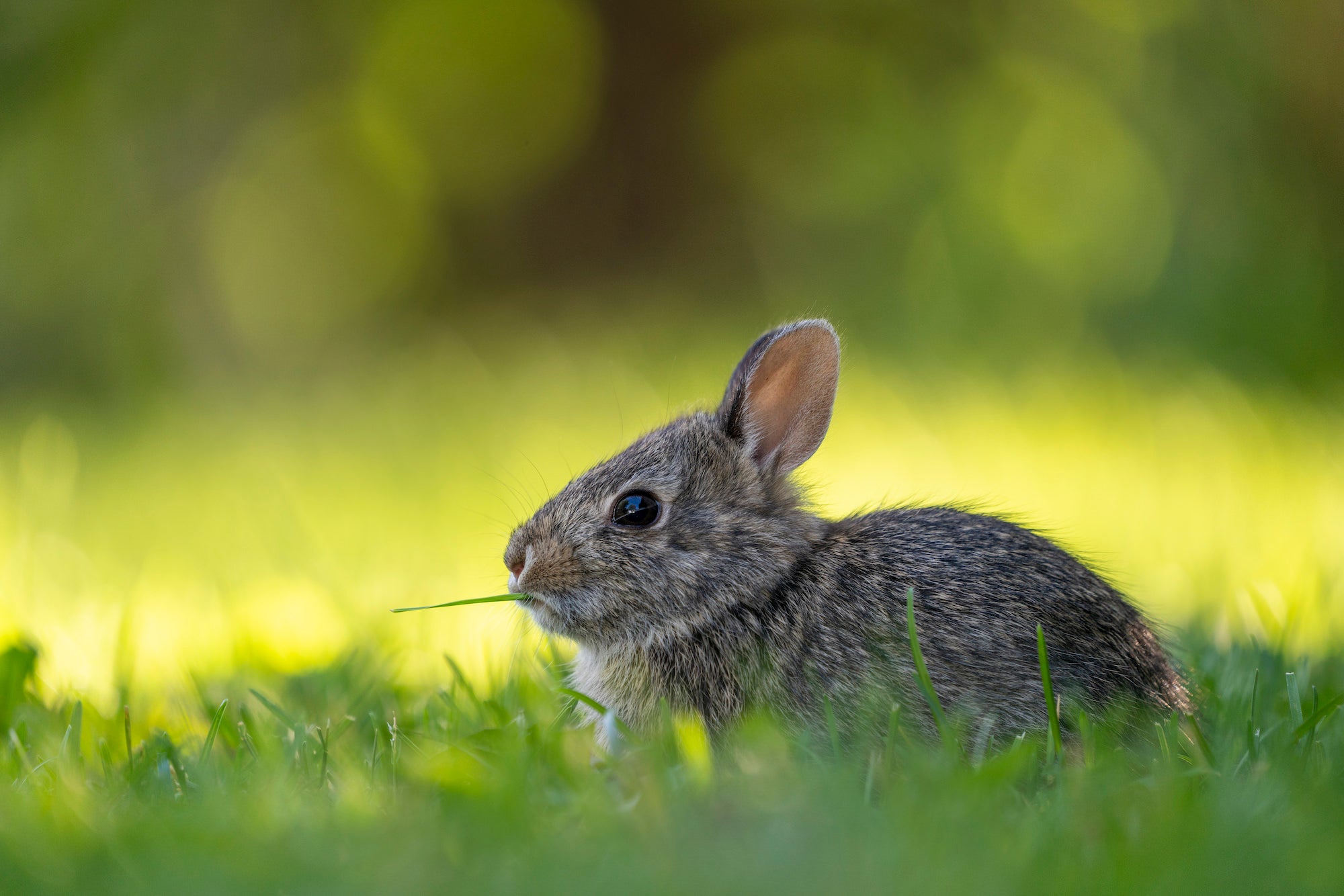 Alpha-Universe-WIMB-April-Stampe-cottontail.jpg
