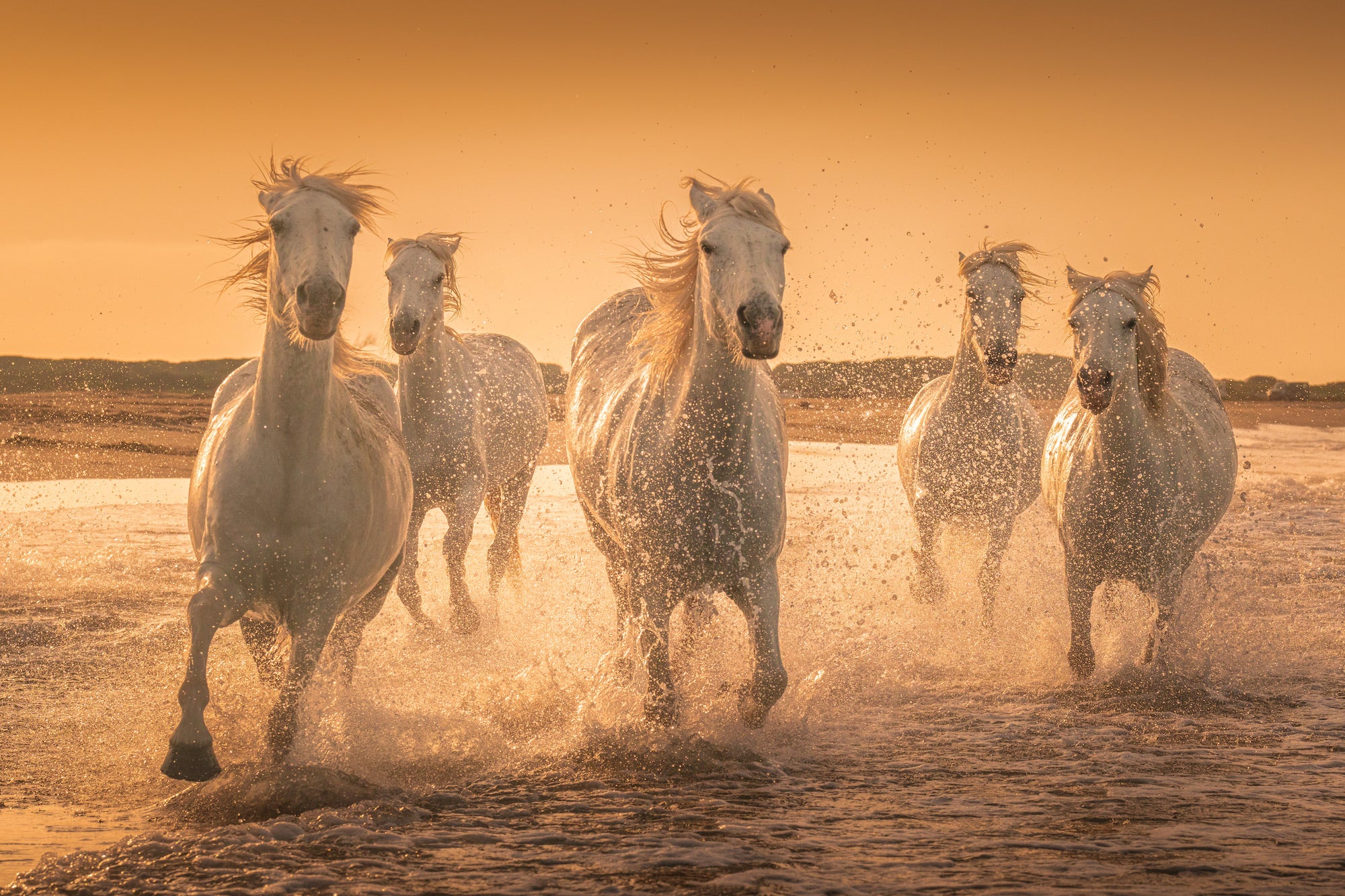Photo by Criz Quinn. Sony Alpha 7R IV. Sony 70-200mm f/2.8 G Master II. 1/2500-sec., f/8, ISO 1000