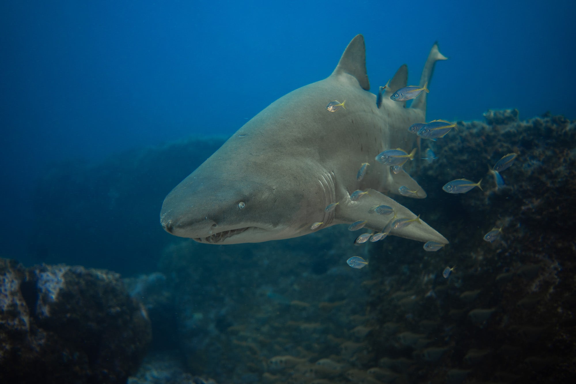 Photo by Gillian &ldquo;Shark&rdquo; Fischer. Sony Alpha 7 III. Sony 35mm f/2.8. 1/40-sec., f/2.8, ISO 125