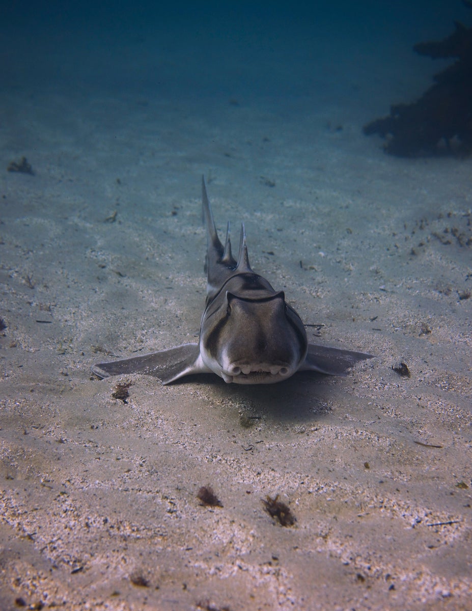 jpg/Alpha-Universe-WIMB-Gillian-Shark-Port-Jackson-shark-1200_boundsepw4w5.jpg?height=1200&fit=bounds