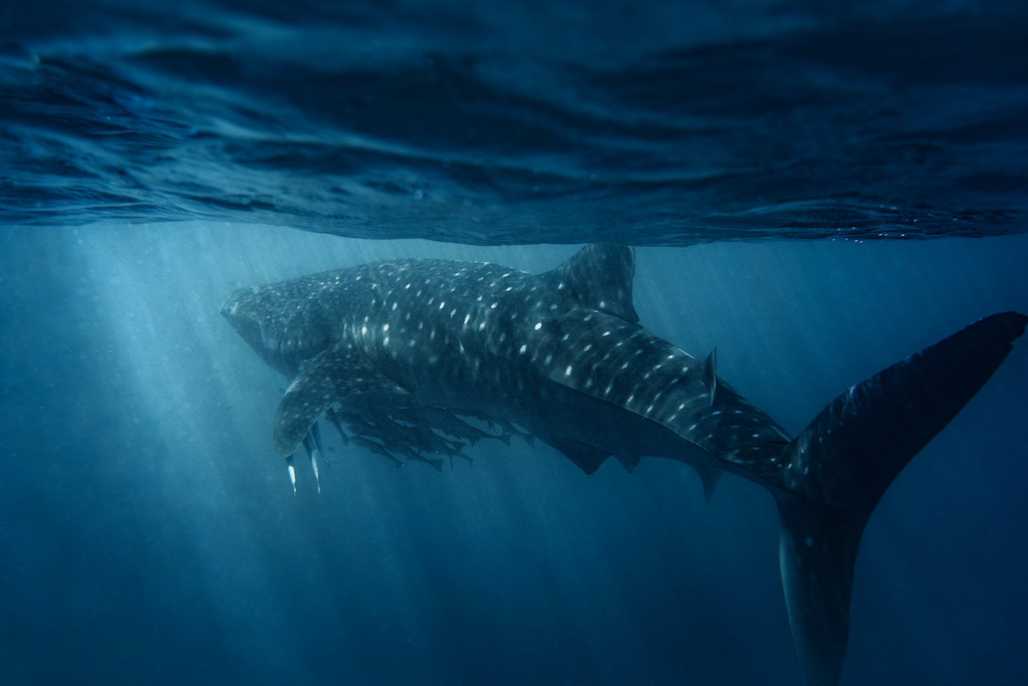 Photo by Gillian &ldquo;Shark&rdquo; Fischer. Sony Alpha 7 III. Sony 35mm f/2.8. 1/160-sec., f/5.6, ISO 100