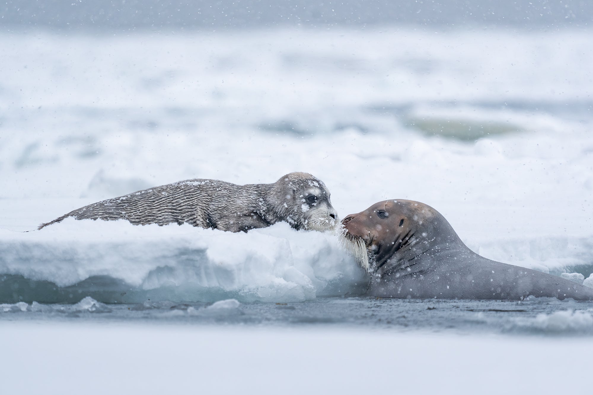 Photo by Jes&uacute;s Garrido. Sony Alpha 1. Sony 200-600mm f/5.6-6.3 G. 1/1250-sec., f/6.3, ISO 400