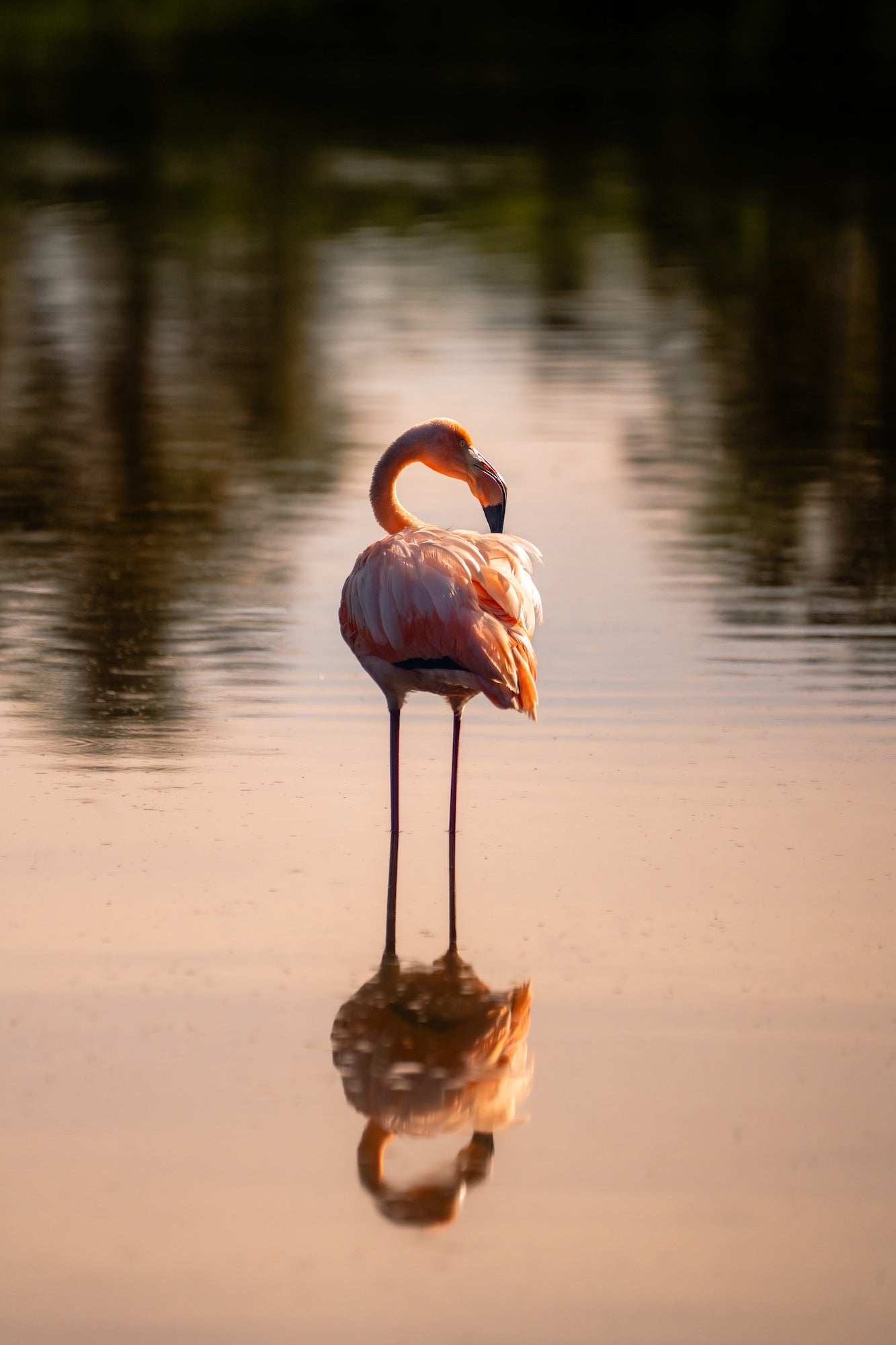 Photo by Katjana Cabenda. Sony Alpha 7R V. Sony 100-400mm f/4.5-5.6 G Master.