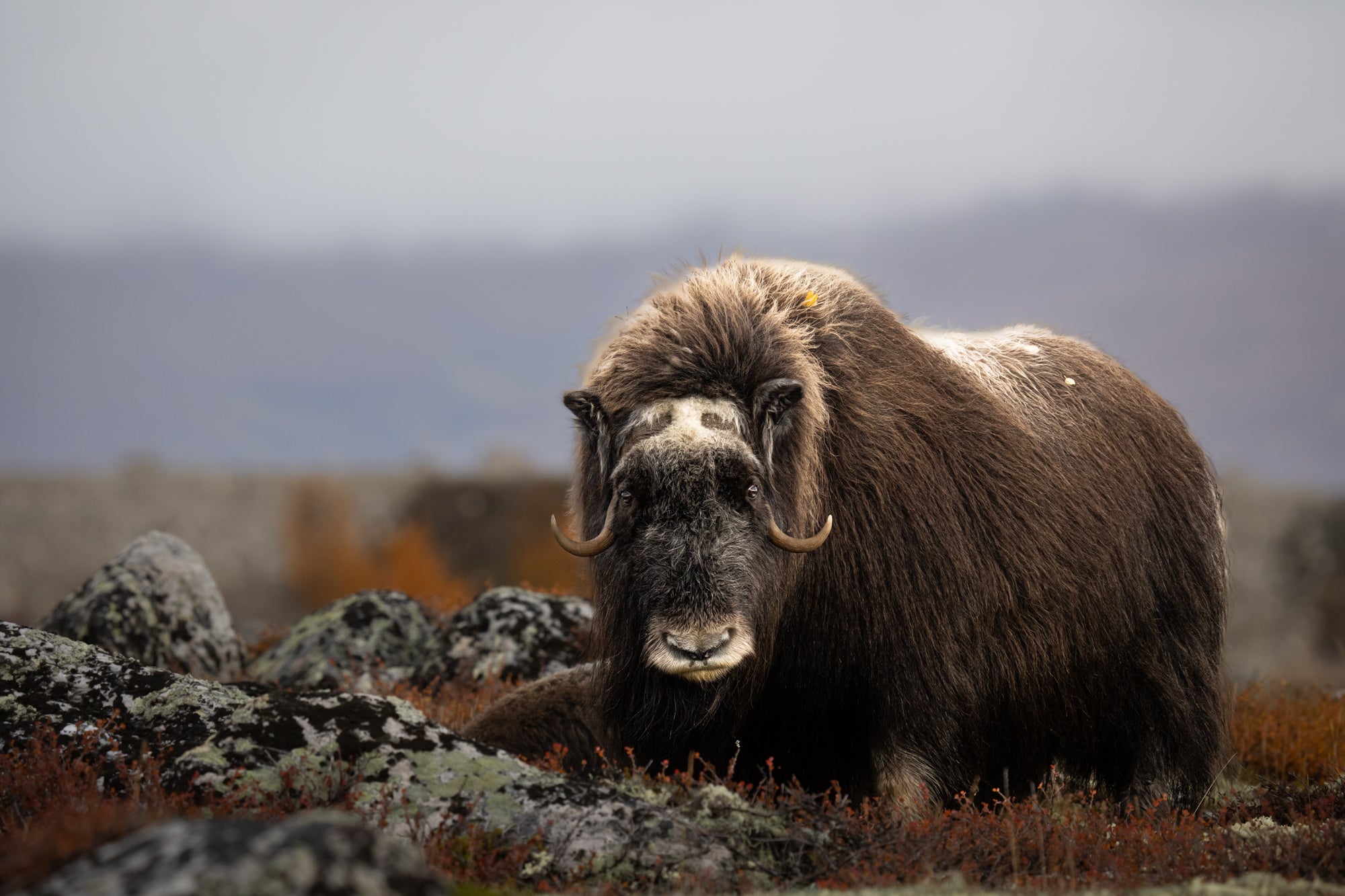 Photo by Kirsten and Henrik Solg&aring;rd. Sony Alpha 1. Sony 200-600mm f/5.6&ndash;6.3 G. 1/1000-sec., f/8, ISO 2500