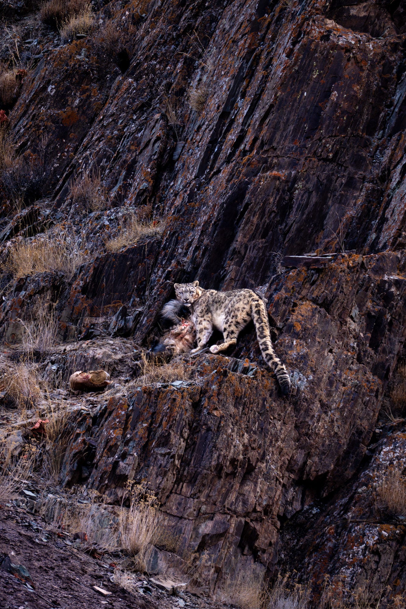 &ldquo;To see a Snow Leopard in the wild is special enough, but to be close enough to one for a photograph, now that&rsquo;s truly wild!&rdquo; Photo by Marlon Du Toit. Sony Alpha 1. Sony 600mm f/4 G Master + Sony 1.4x Teleconverter. 1/250-sec., f/6.3, ISO 1250