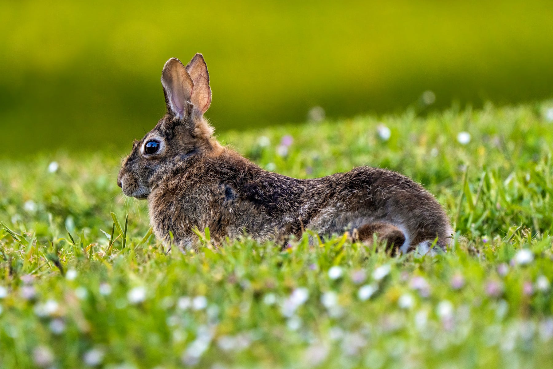 jpg/Alpha-Universe-WIMB-Mya-Van-Woudenberg-Rabbit-Clover-1200_boundsa7xxs8.jpg?height=1200&fit=bounds