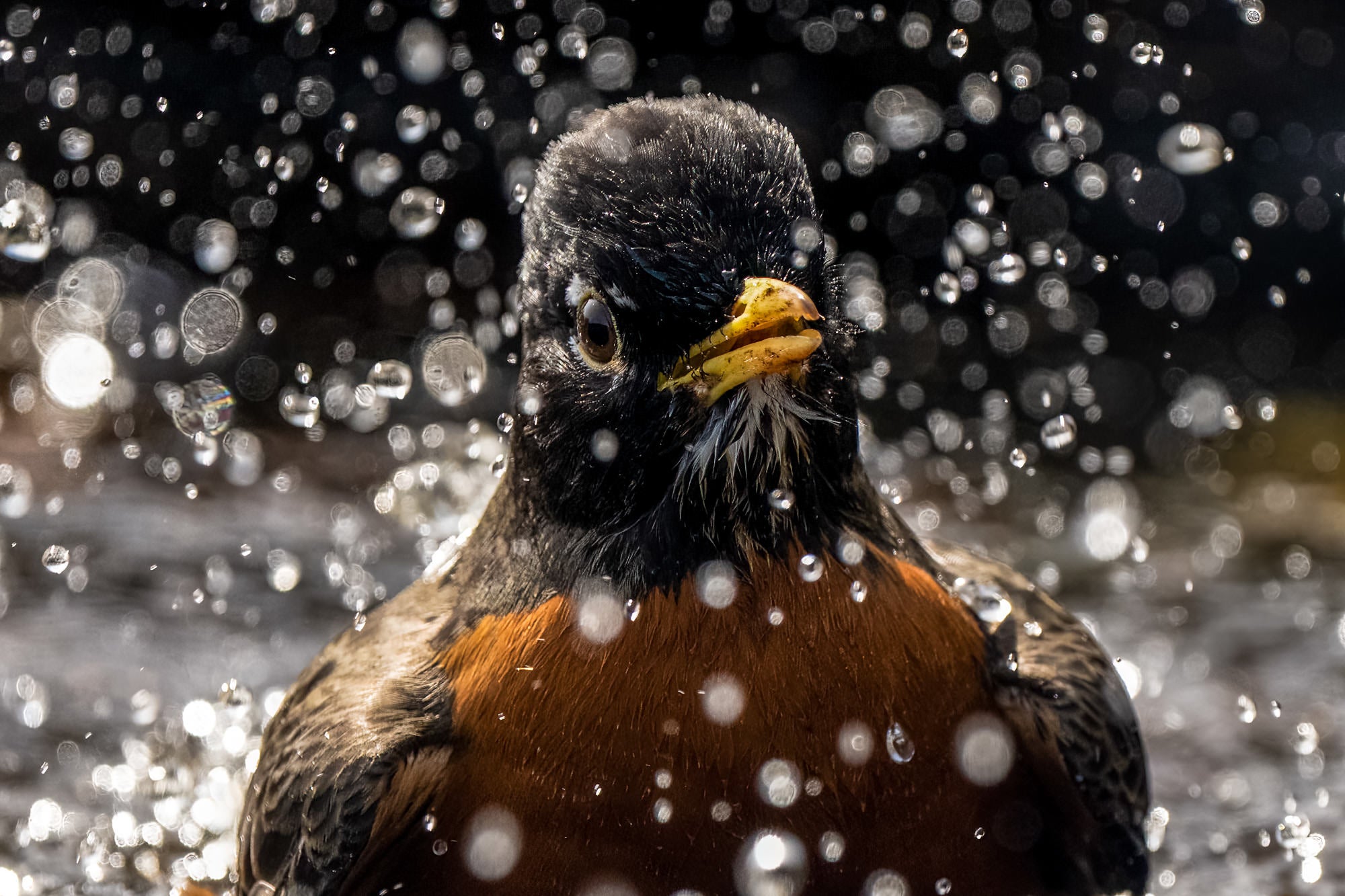 Photo by Mya Van Woudenberg. Sony Alpha 7R IV. Sony 200-600mm f/5.6-6.3 G. 1/1600-sec., f/6.3, ISO 1000