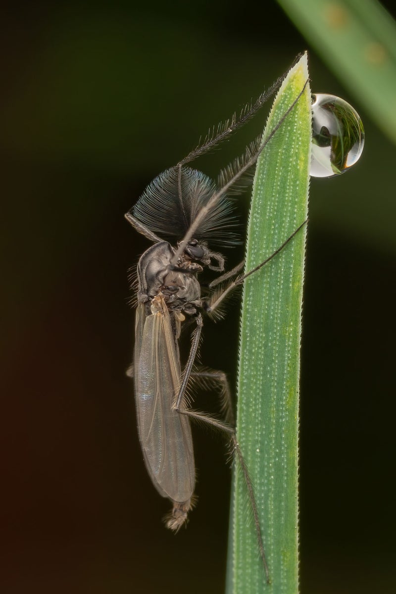 jpg/Alpha-Universe-WIMB-Nadja-Baumgartner-Chironomidae-1200_boundsss9rsb.jpg?height=1200&fit=bounds