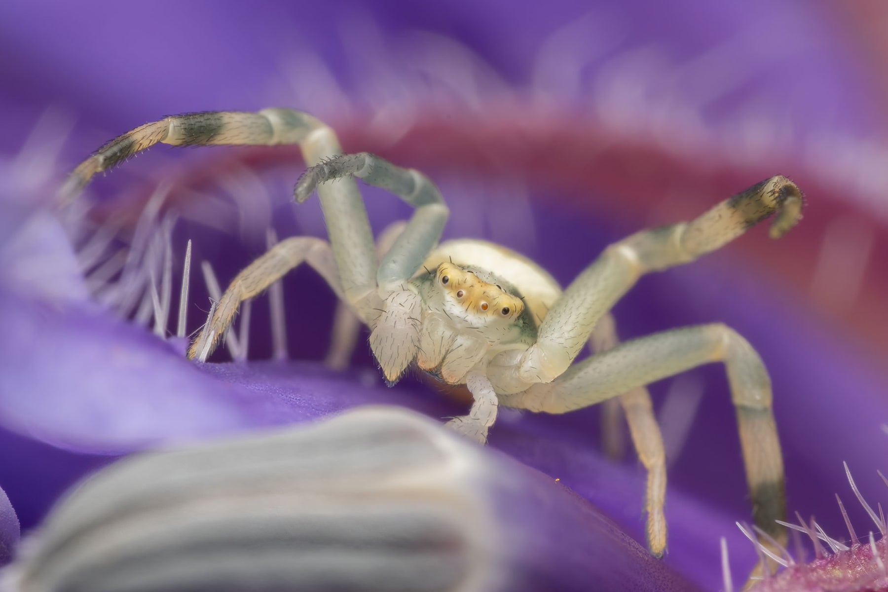 jpg/Alpha-Universe-WIMB-Nadja-Baumgartner-Misumena_vatia_male-1200_boundsmrgfcu.jpg?height=1200&fit=bounds
