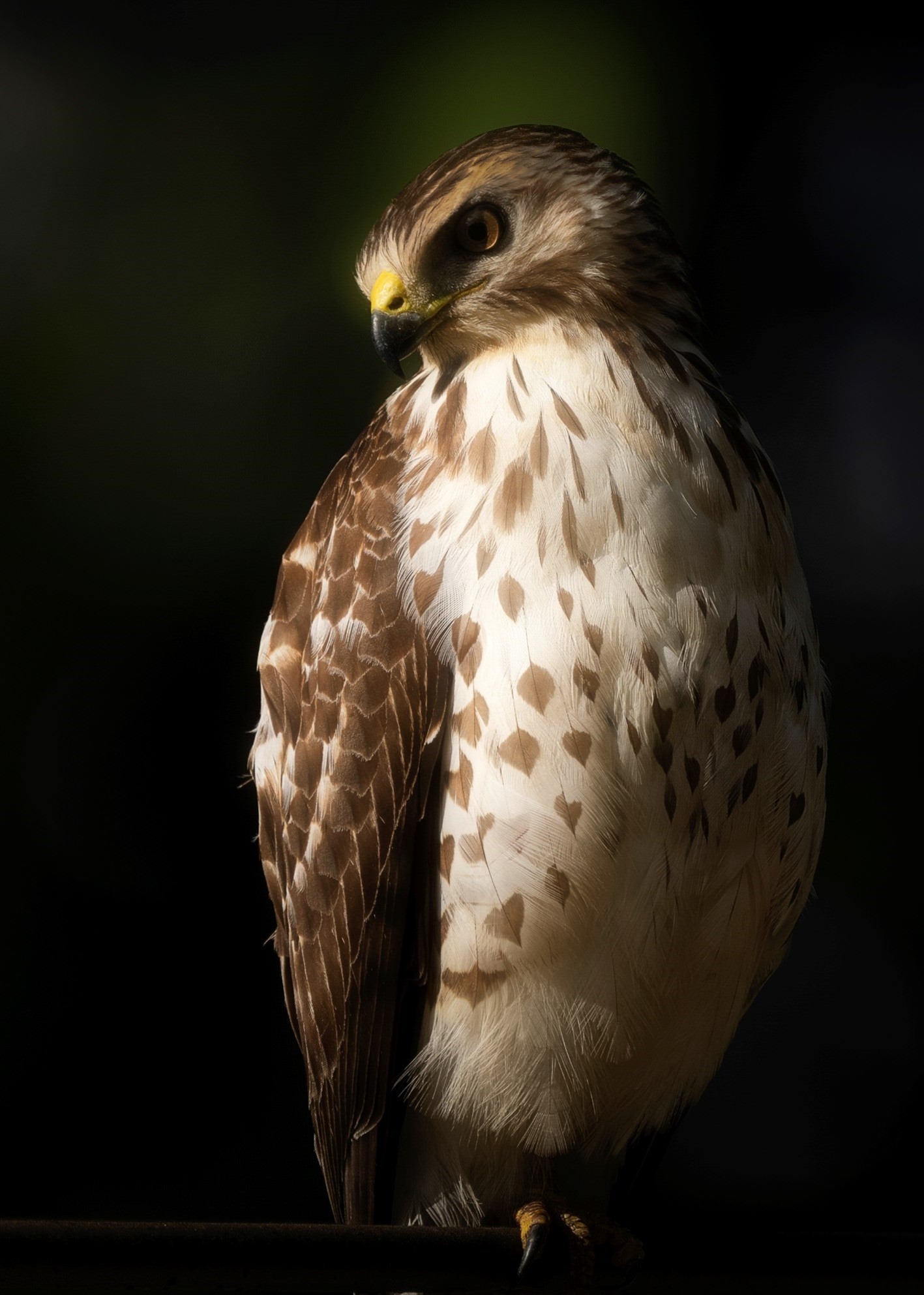 &ldquo;A Hawk takes a moment to rest its soaring spirit in Costa.&rdquo; Photo by Raj Bose. Sony Alpha 1, Sony 200-600mm f/5.6-6.3 G. 1/800-sec., f/6.3, ISO 100