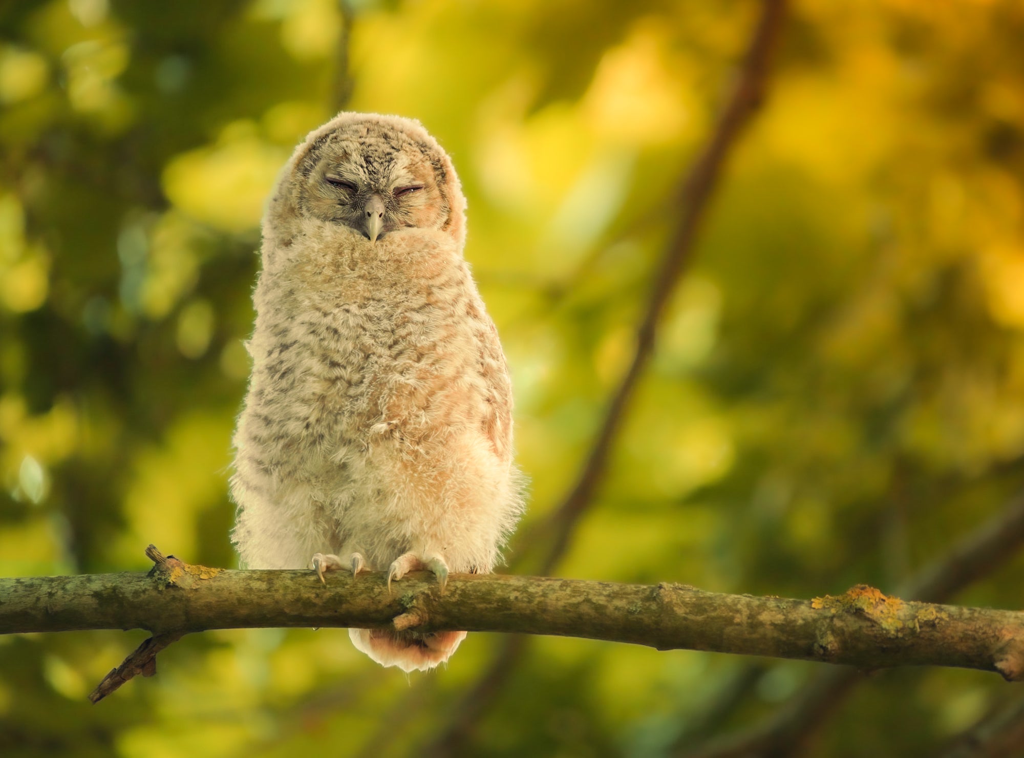Photo by Wojciech Sobiesiak. Sony Alpha 7 III. Sony 200-600mm f/5.6-6.3 G. 1/50-sec., f/6.3, ISO 6400