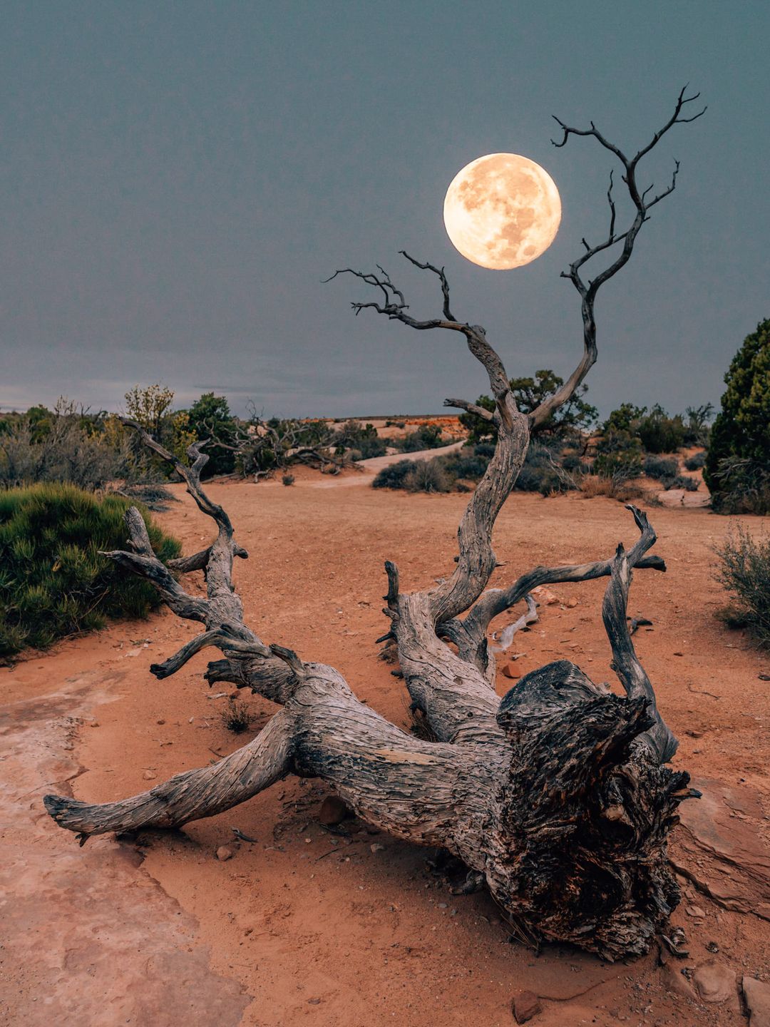 Photo by Susan Brudd