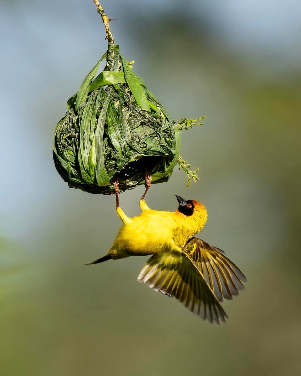 jpg/Week-8-Birds-Allegra-Hutton-1200_boundszvh8eq.jpg?height=1200&fit=bounds