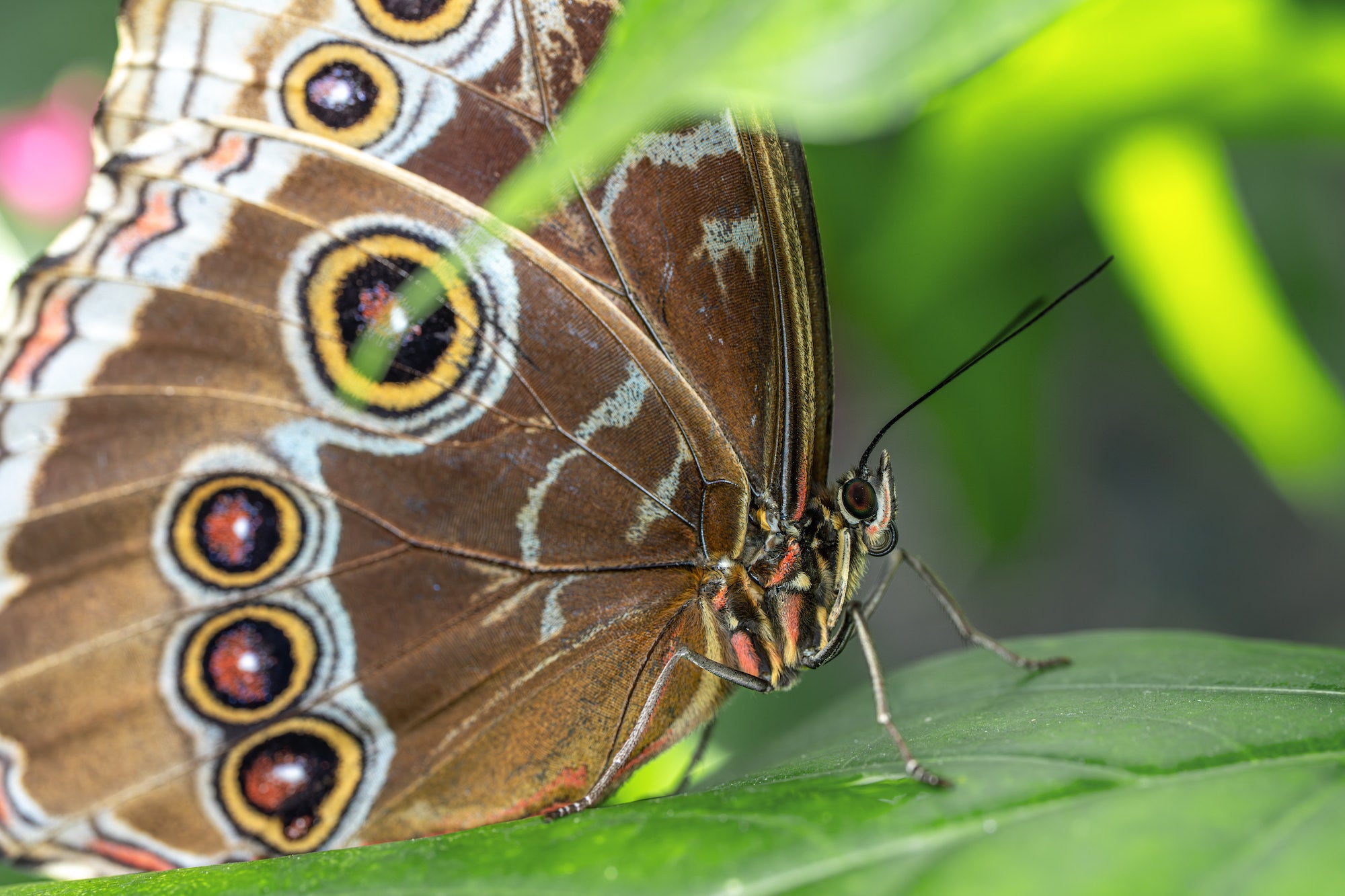 Brown butterfly with bold eye-spot patterns perched on a glossy green leaf, macro side profile.