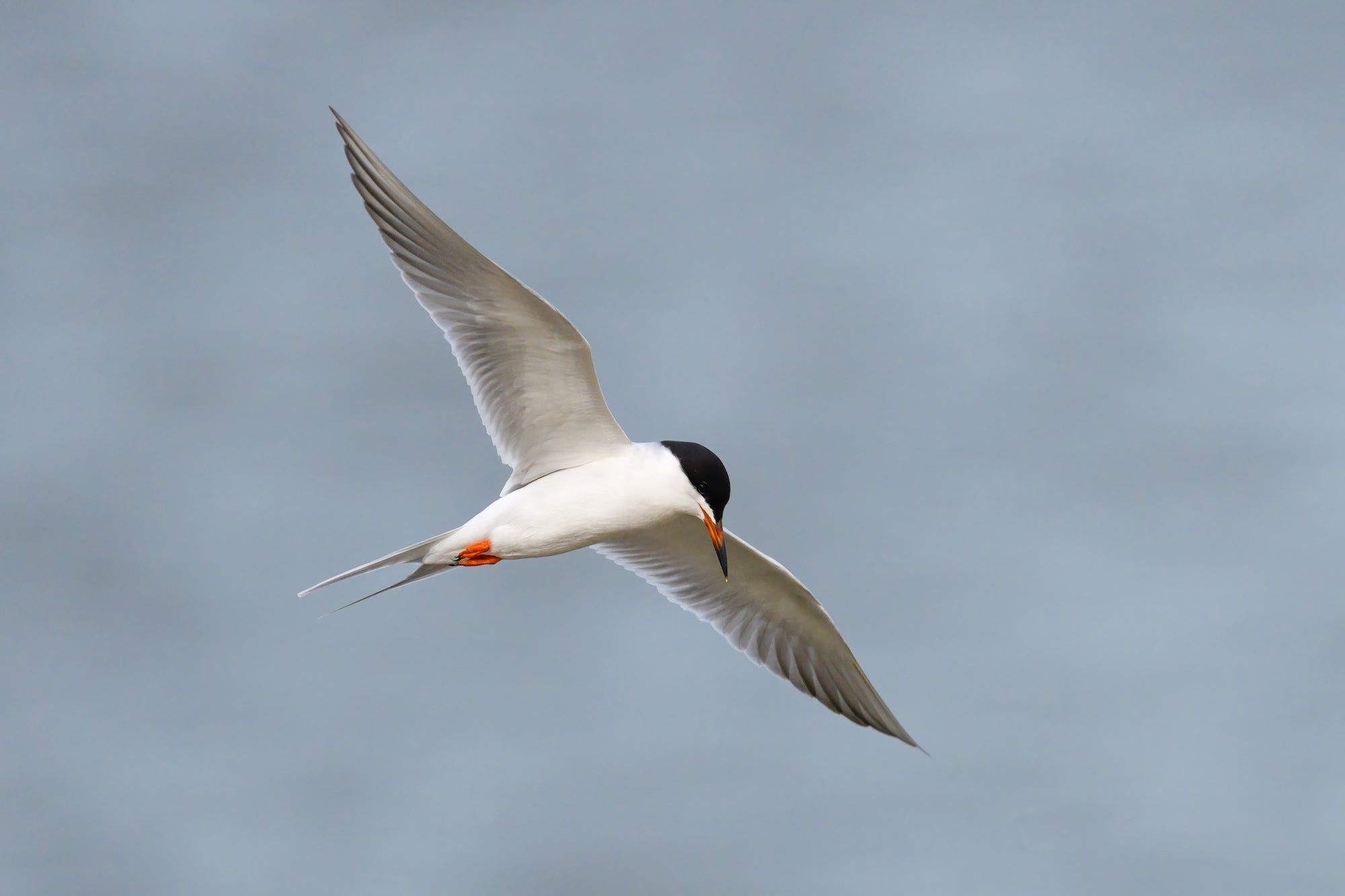 White bird with black head flying.