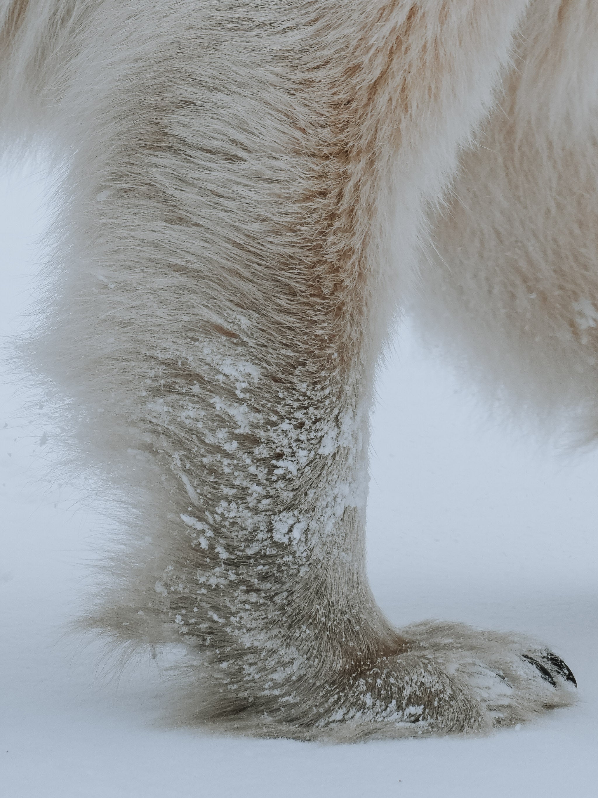 Close-up of polar bear leg and paw