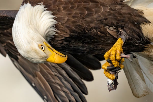 Story Header Image